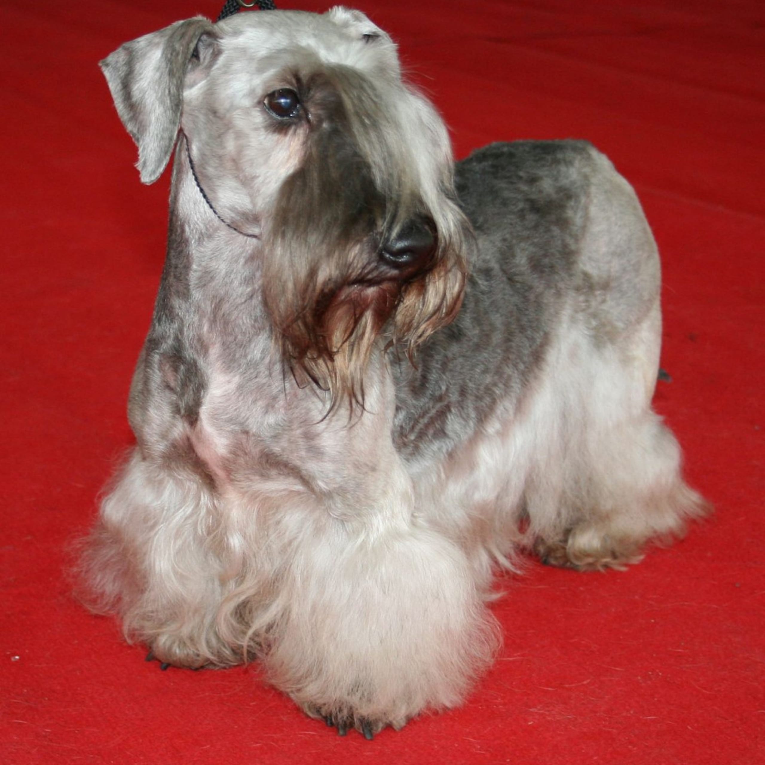 Tjekkisk terrier
