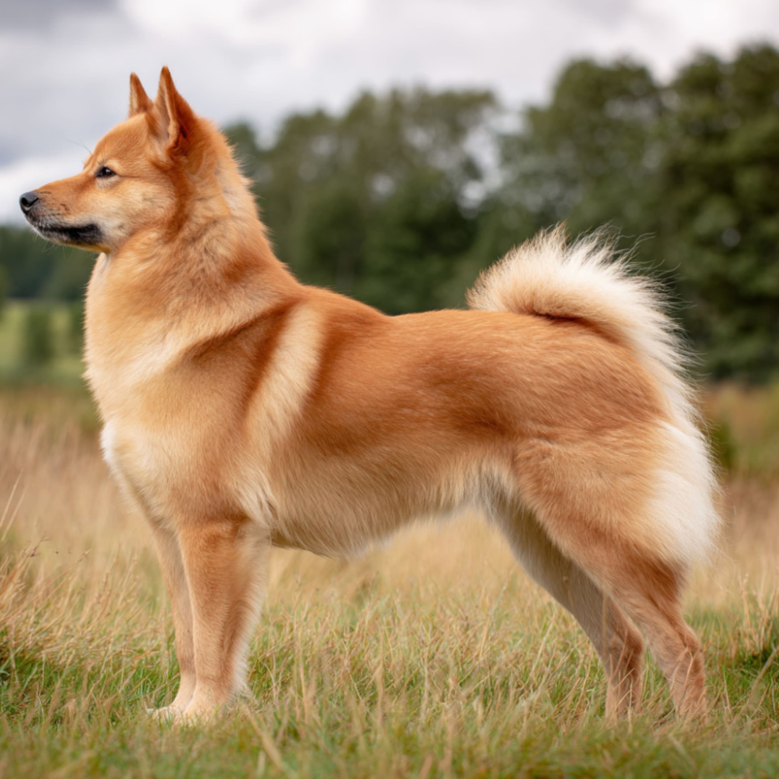 Finsk spets