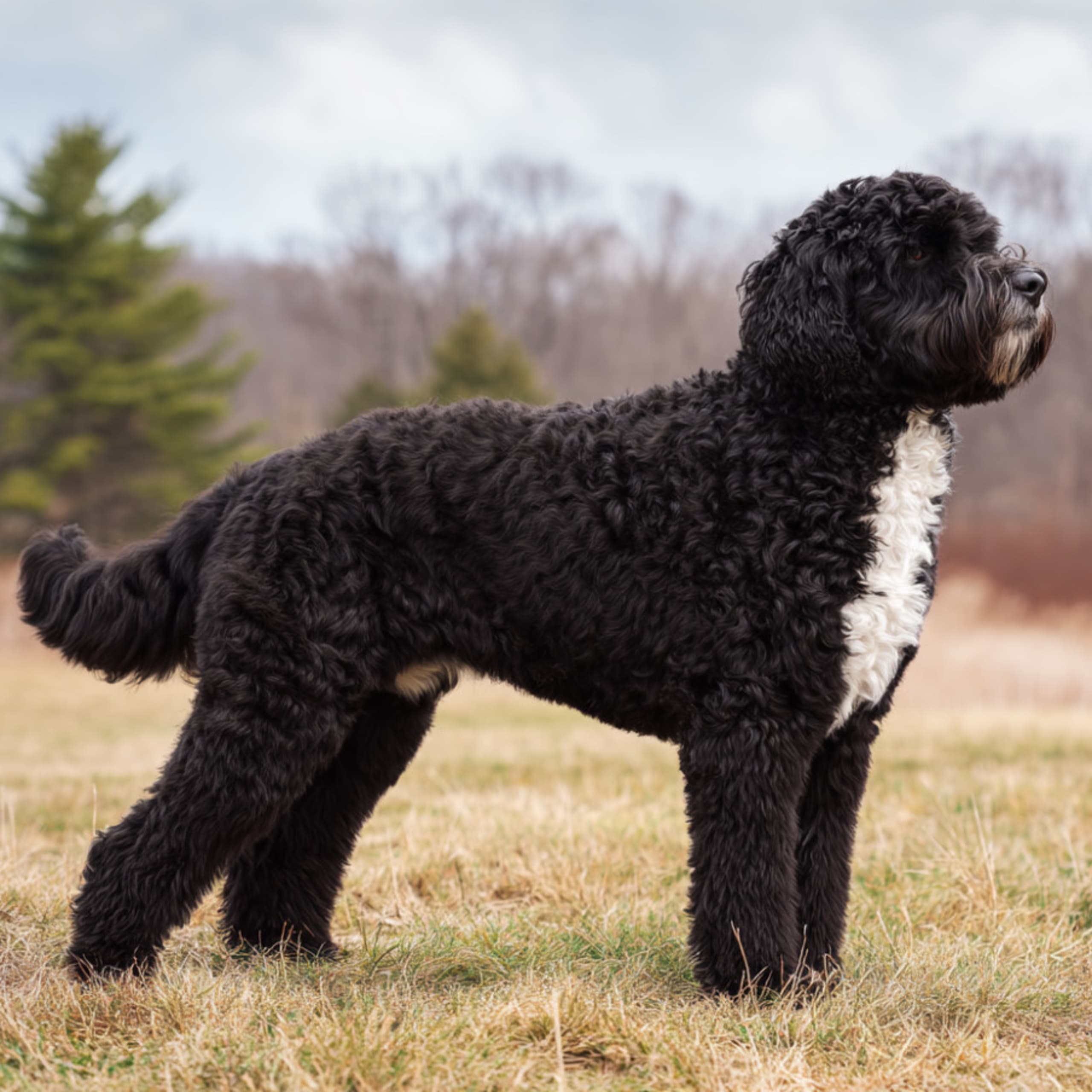 Portugisisk vattenhund