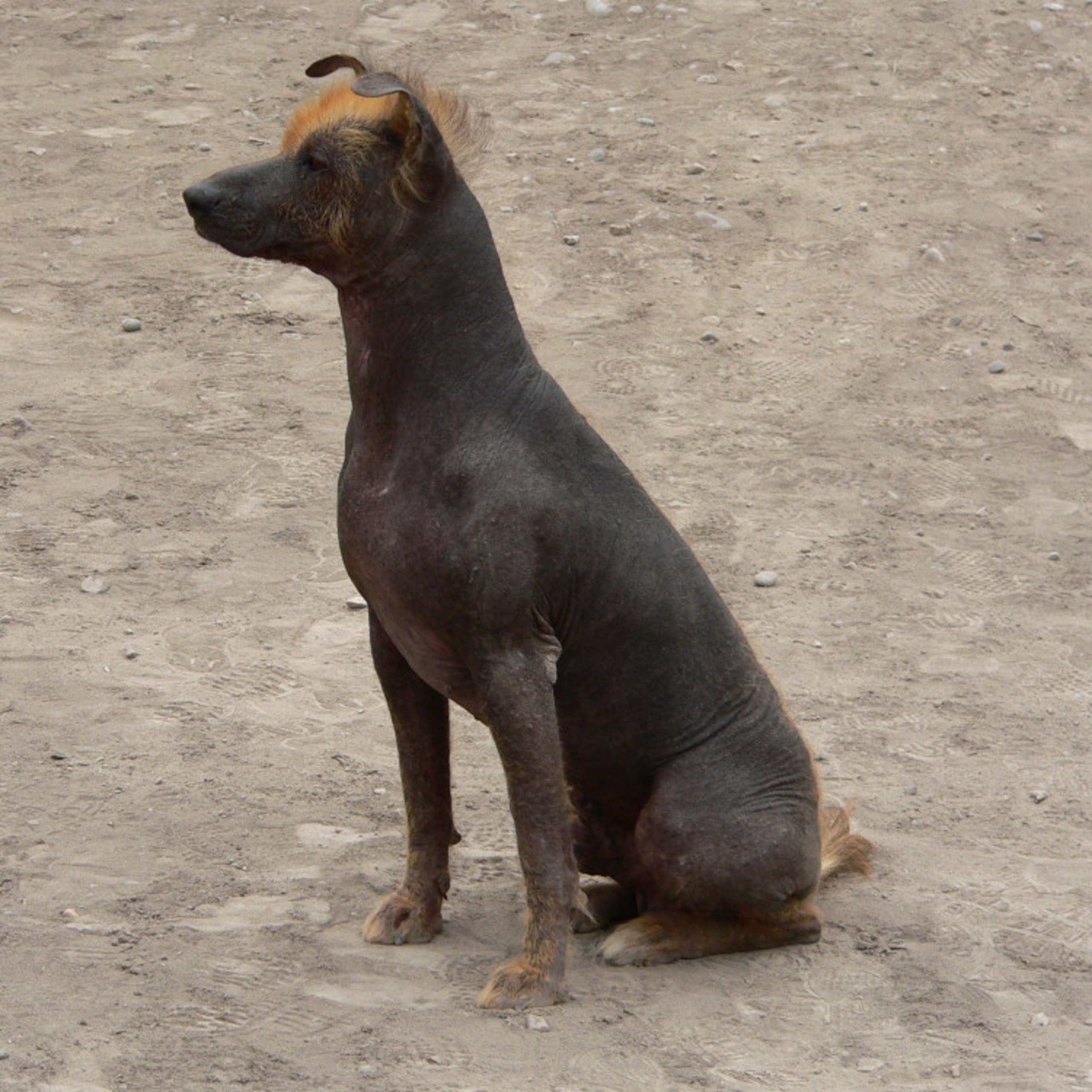 Peruviansk hårløs hund