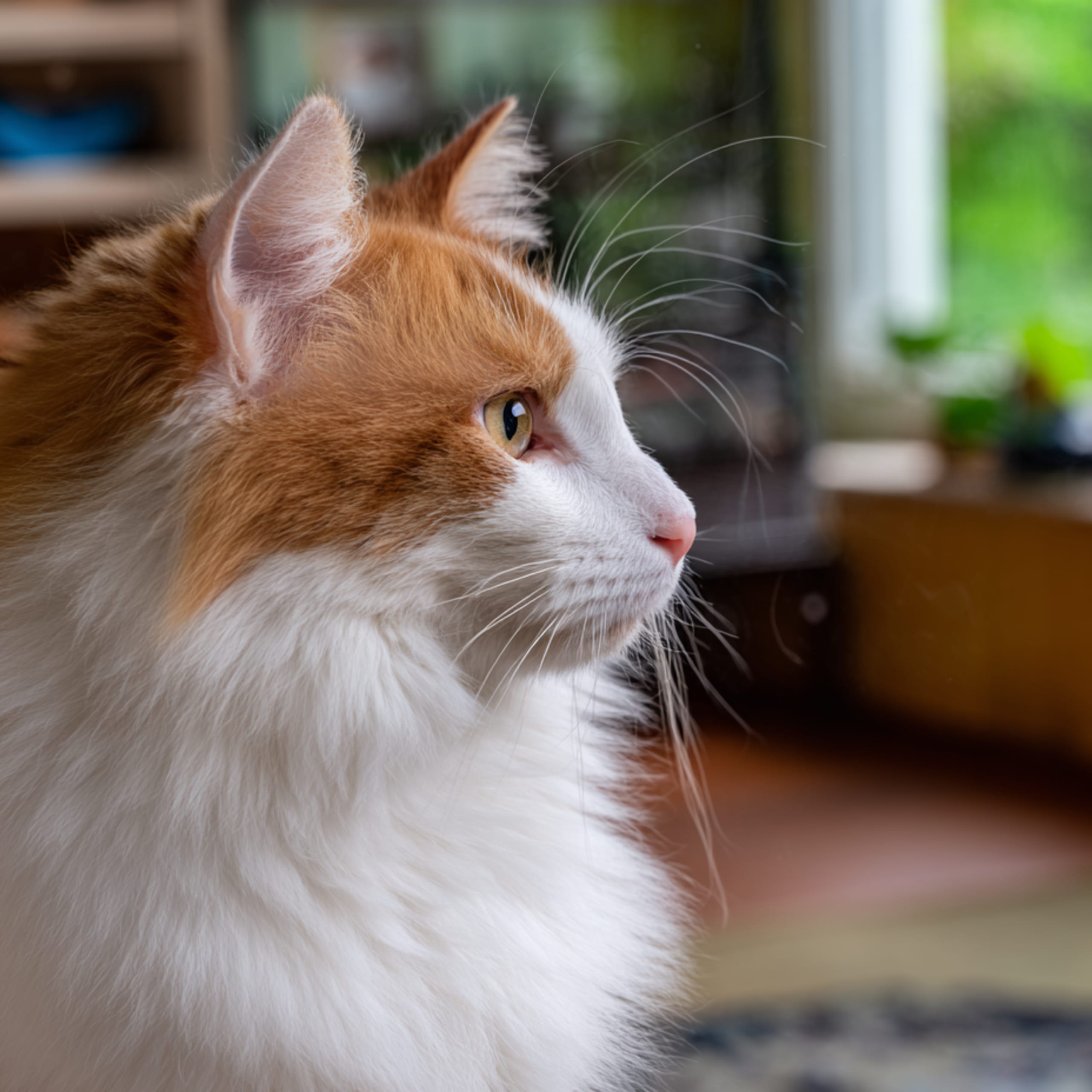 Turkisk van-kat