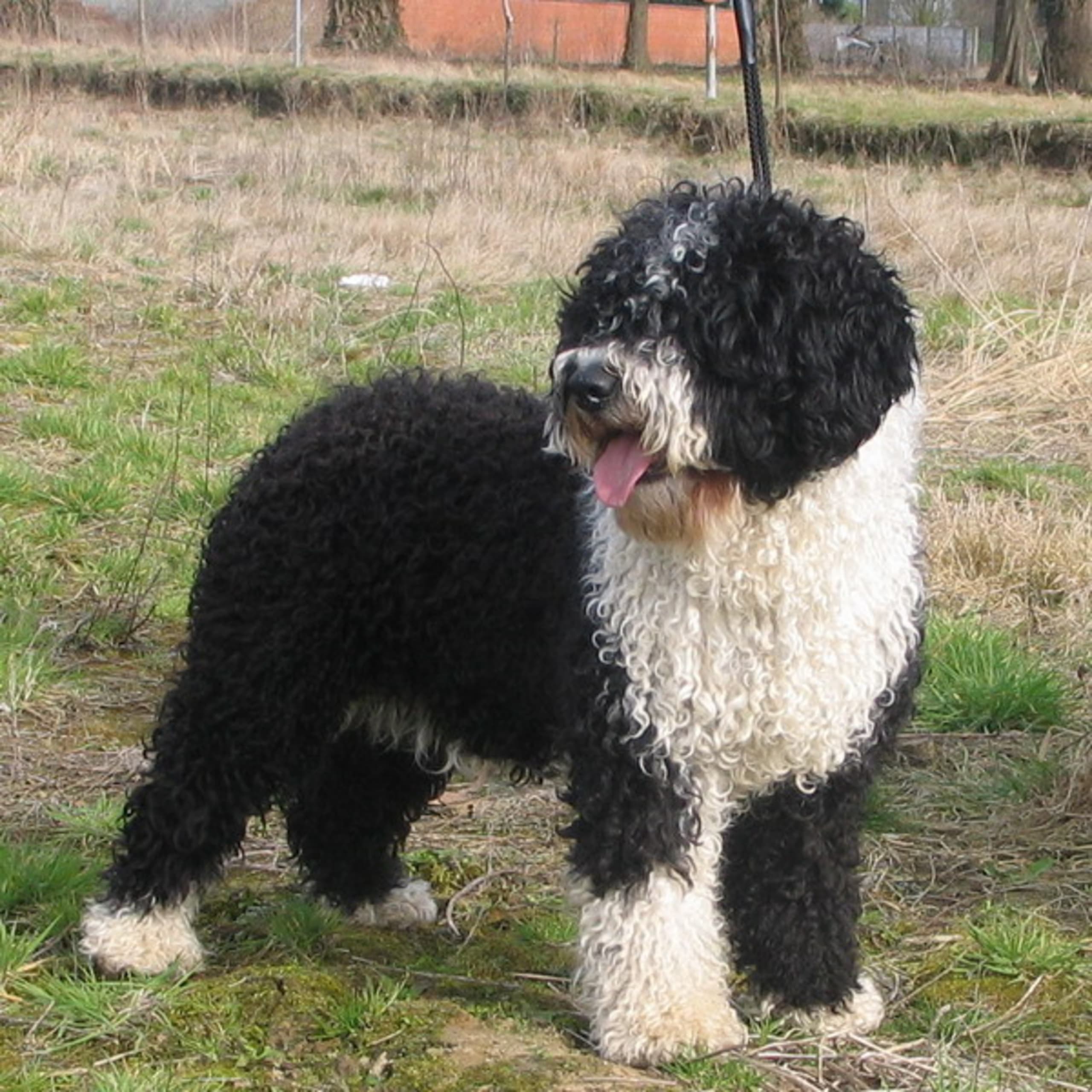 Spansk vannhund