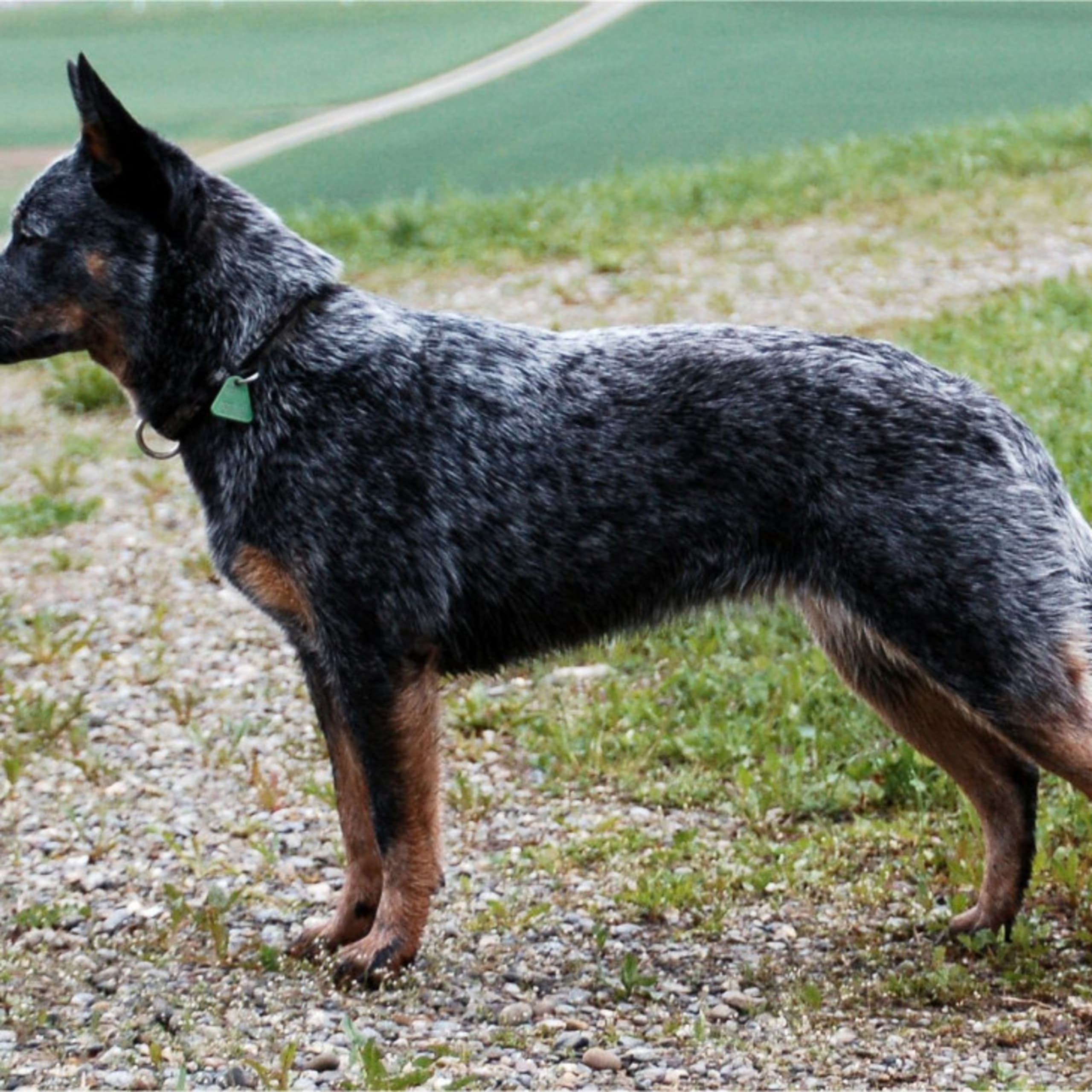 Australian Cattle Dog
