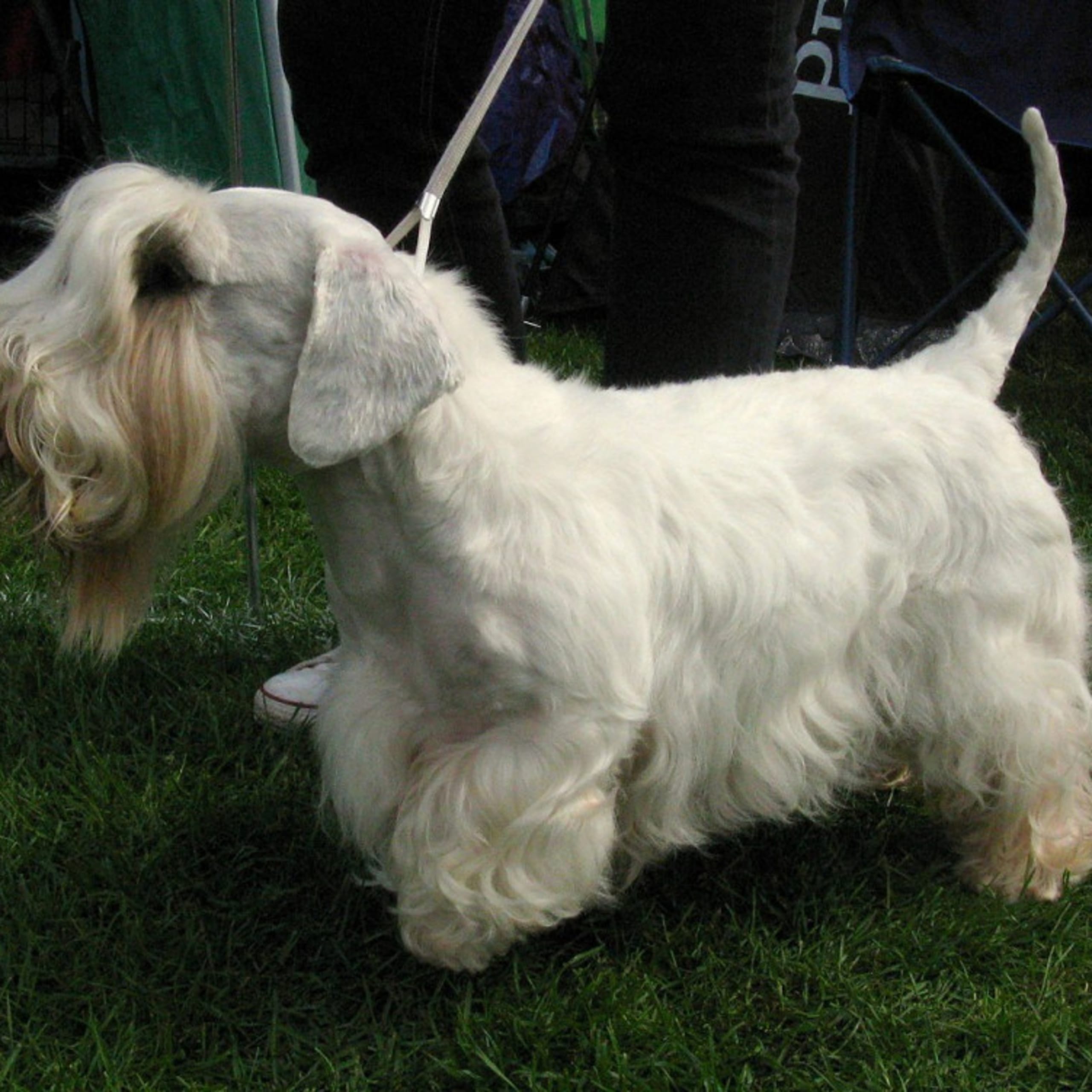 Sealyham-terrier