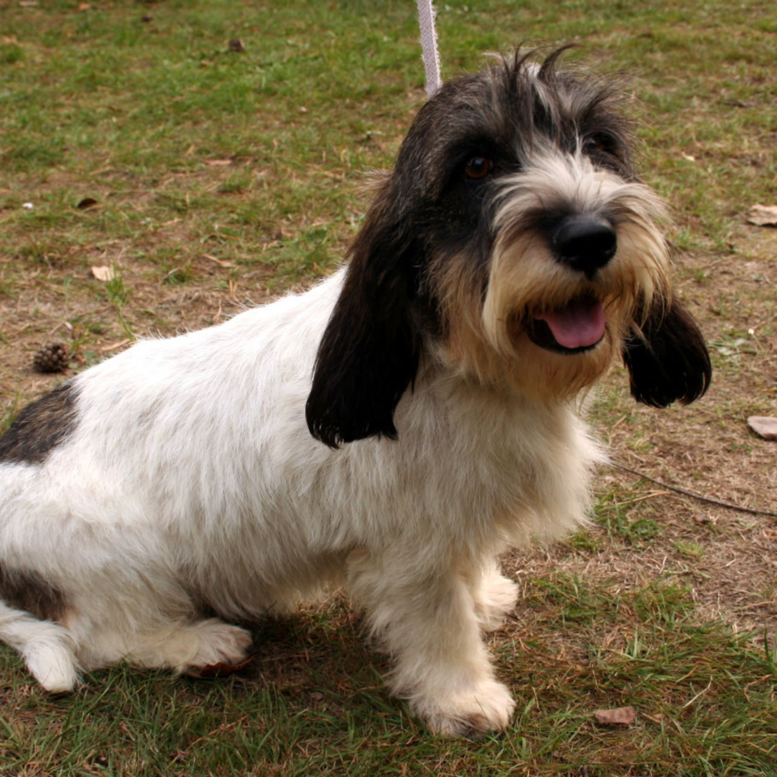 Petit basset griffon vendéen