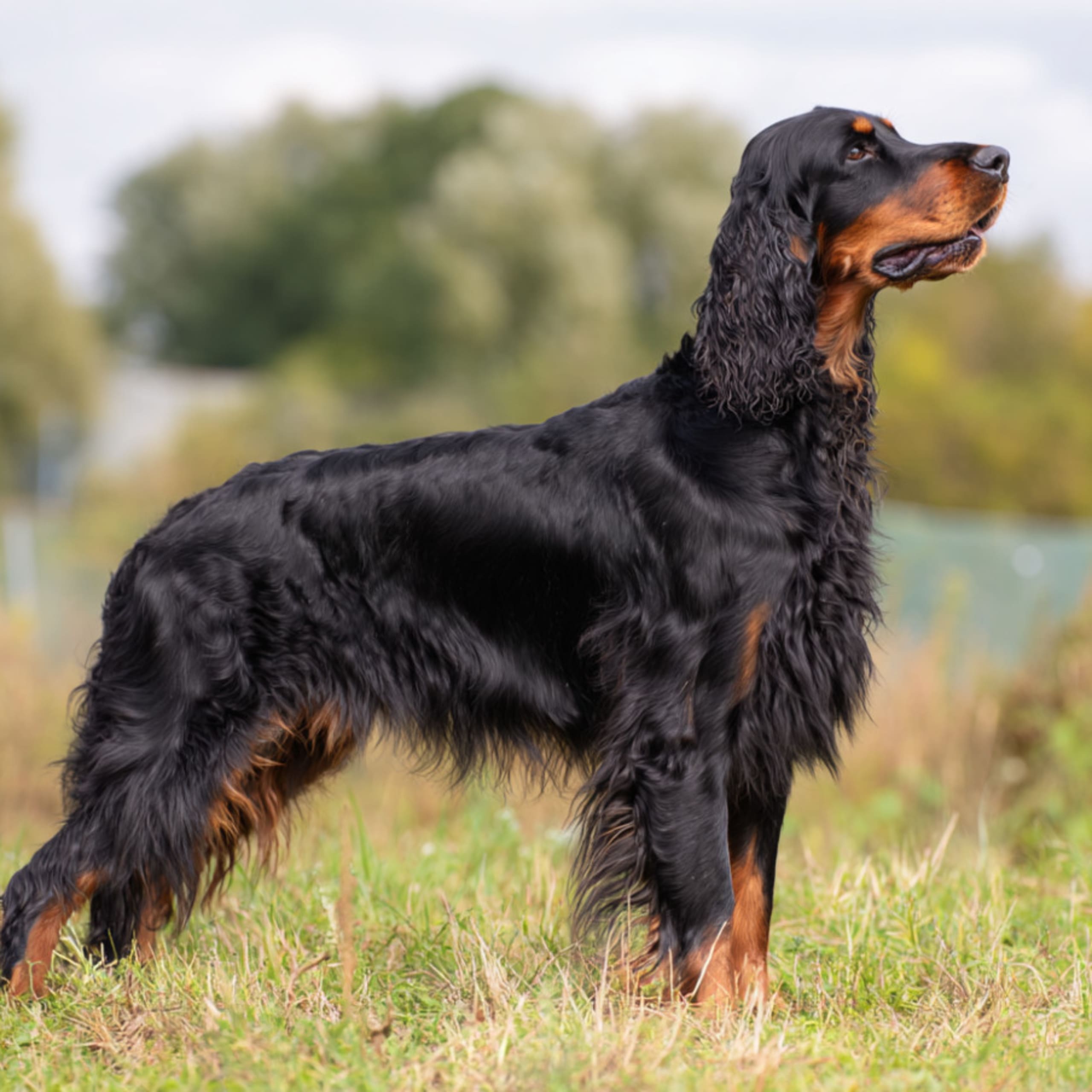 Gordon setter