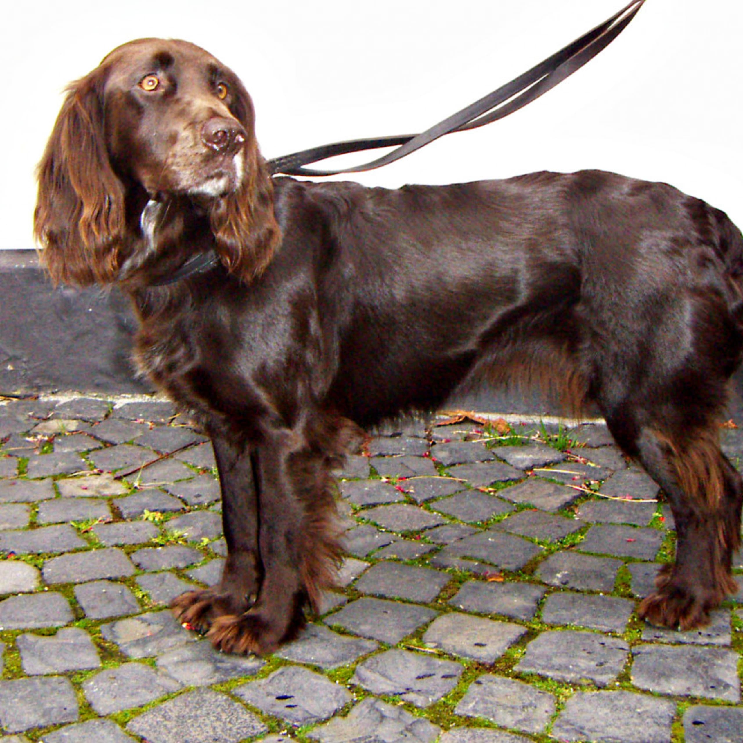 Wachtelhund