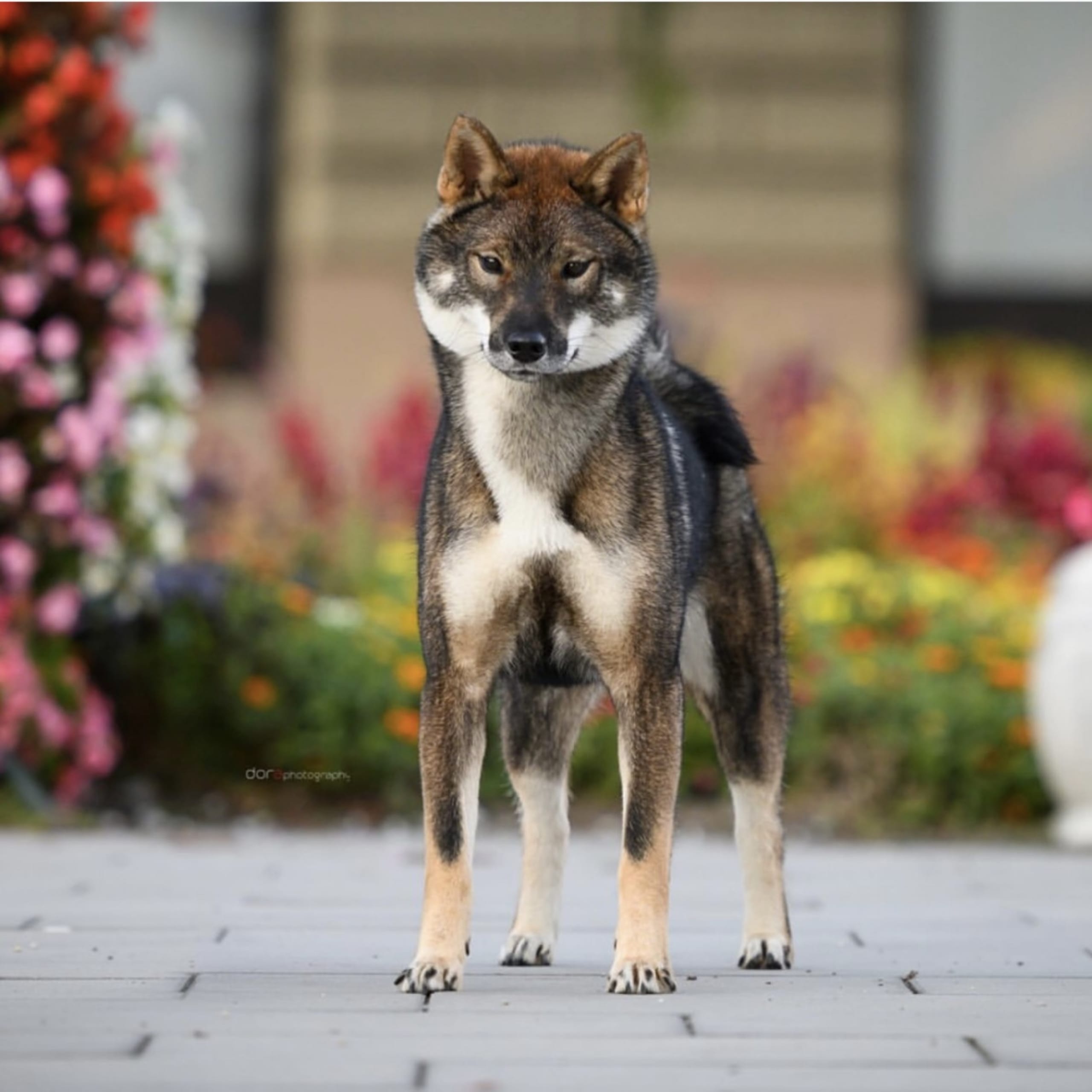 Shikoku