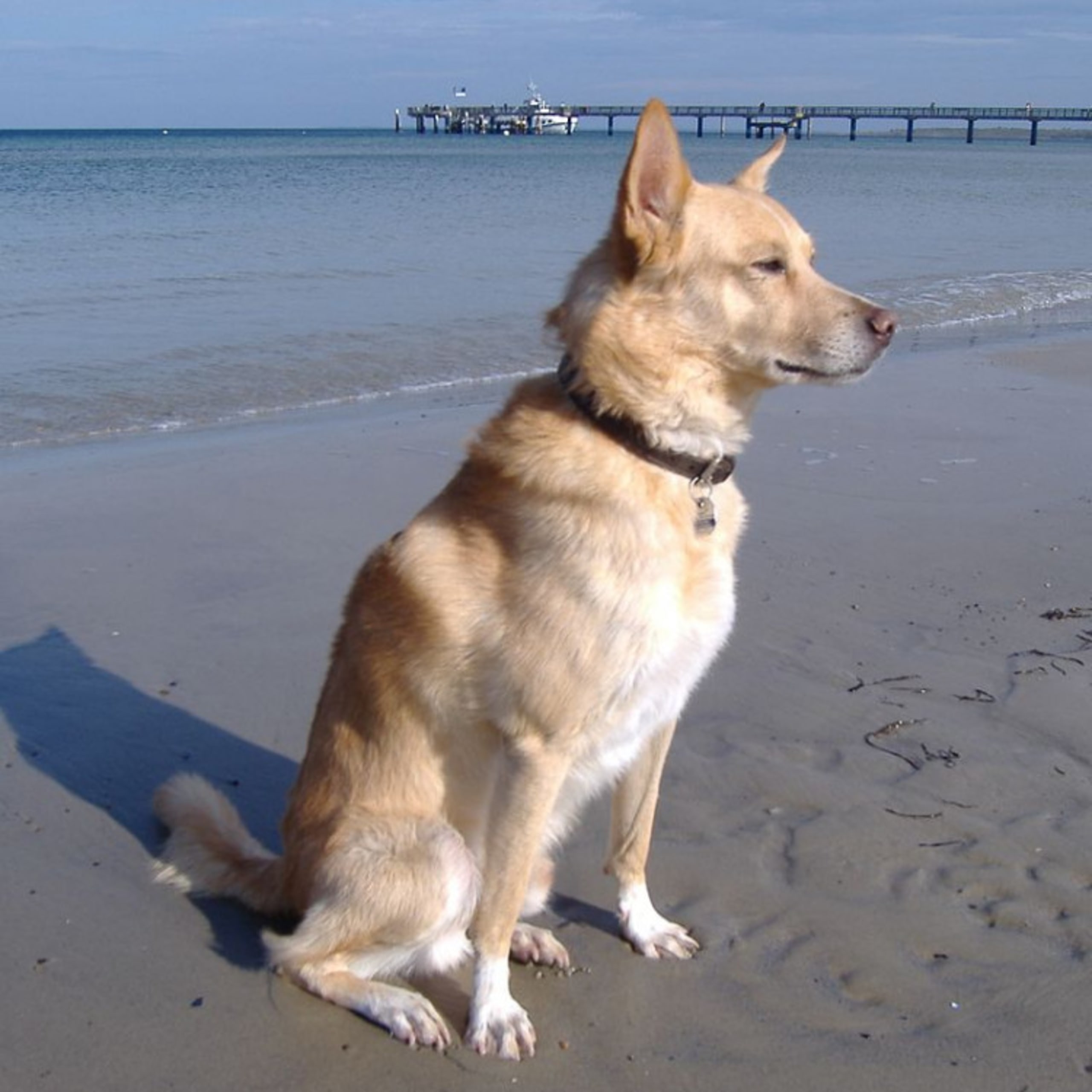 Portuguese Podengo Medio