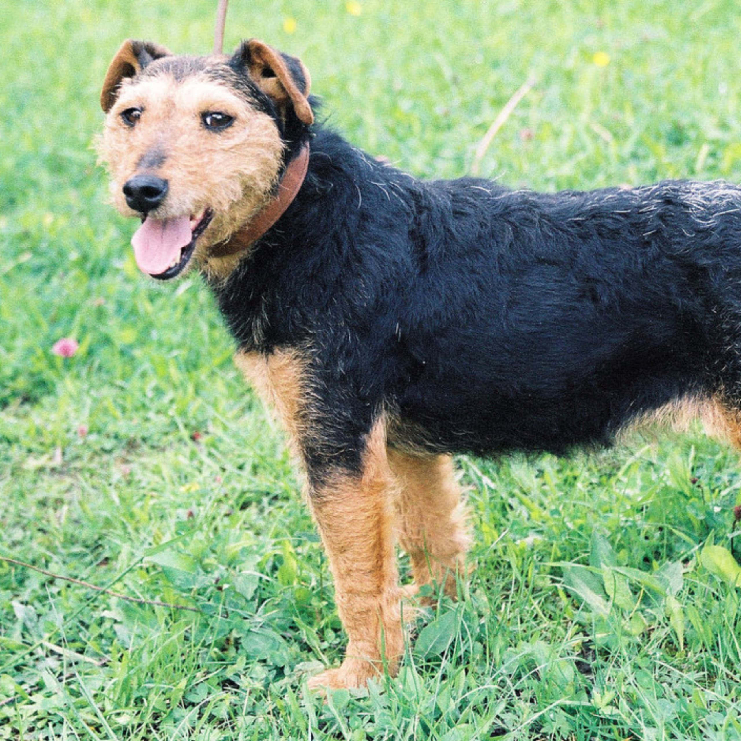 Tysk jagtterrier