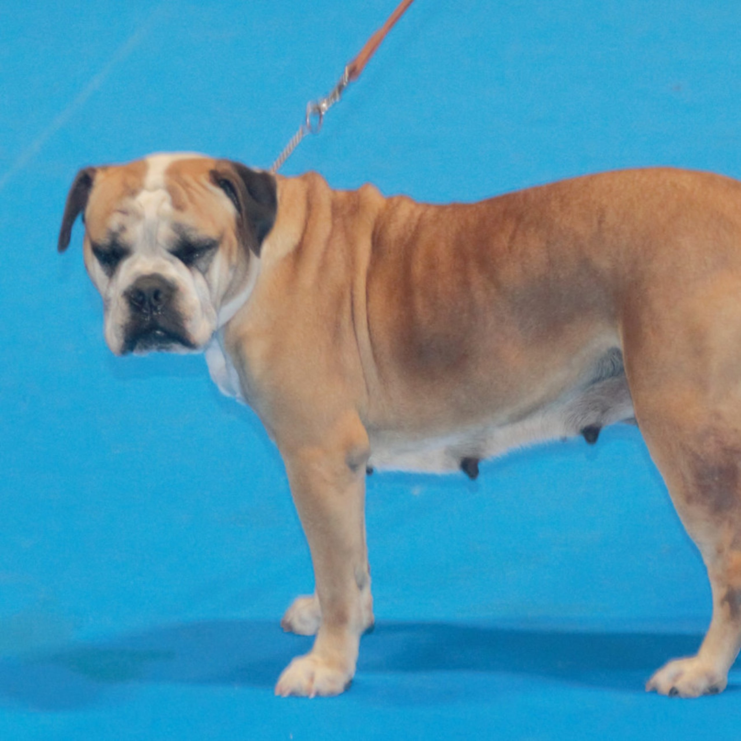 Continental Bulldog