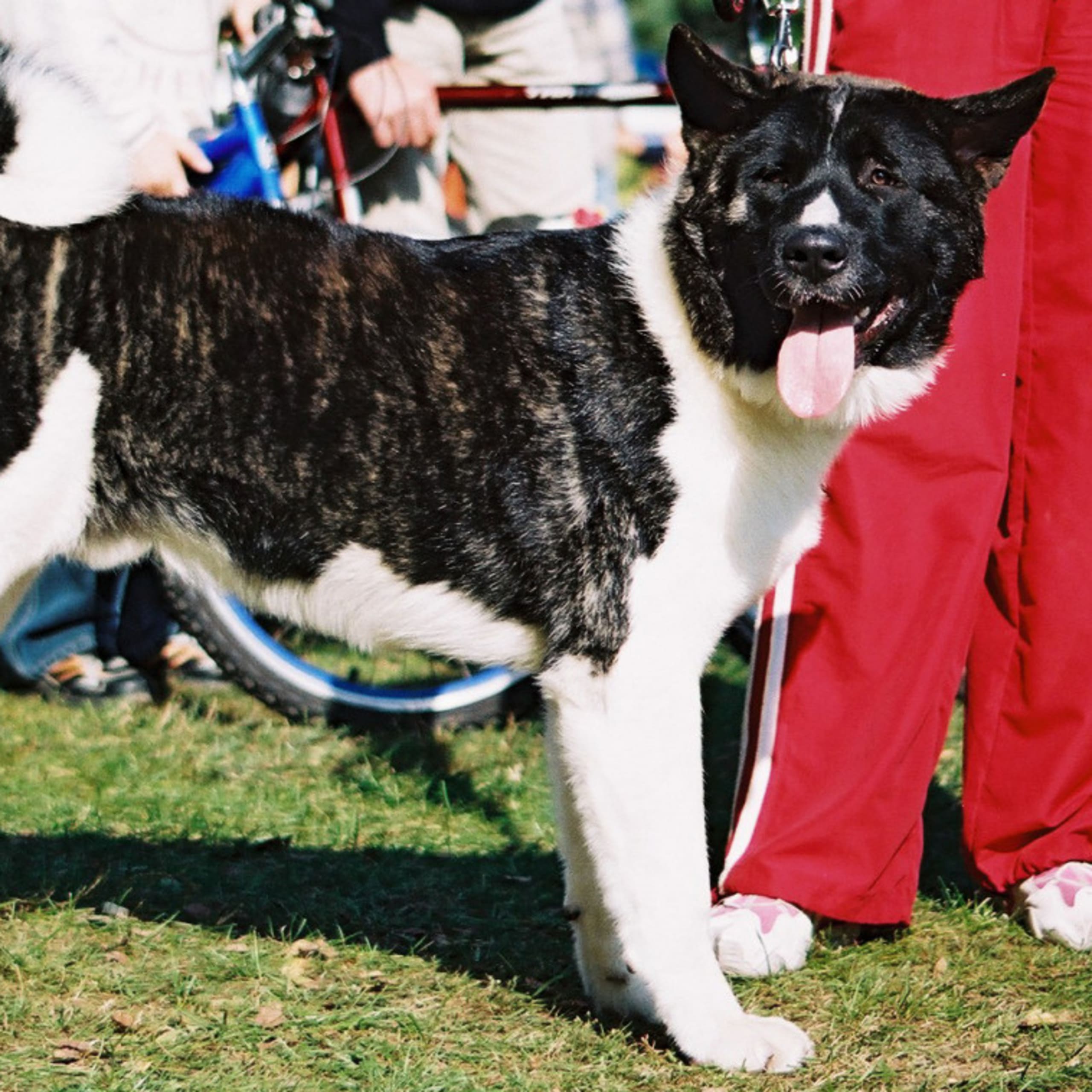 American akita