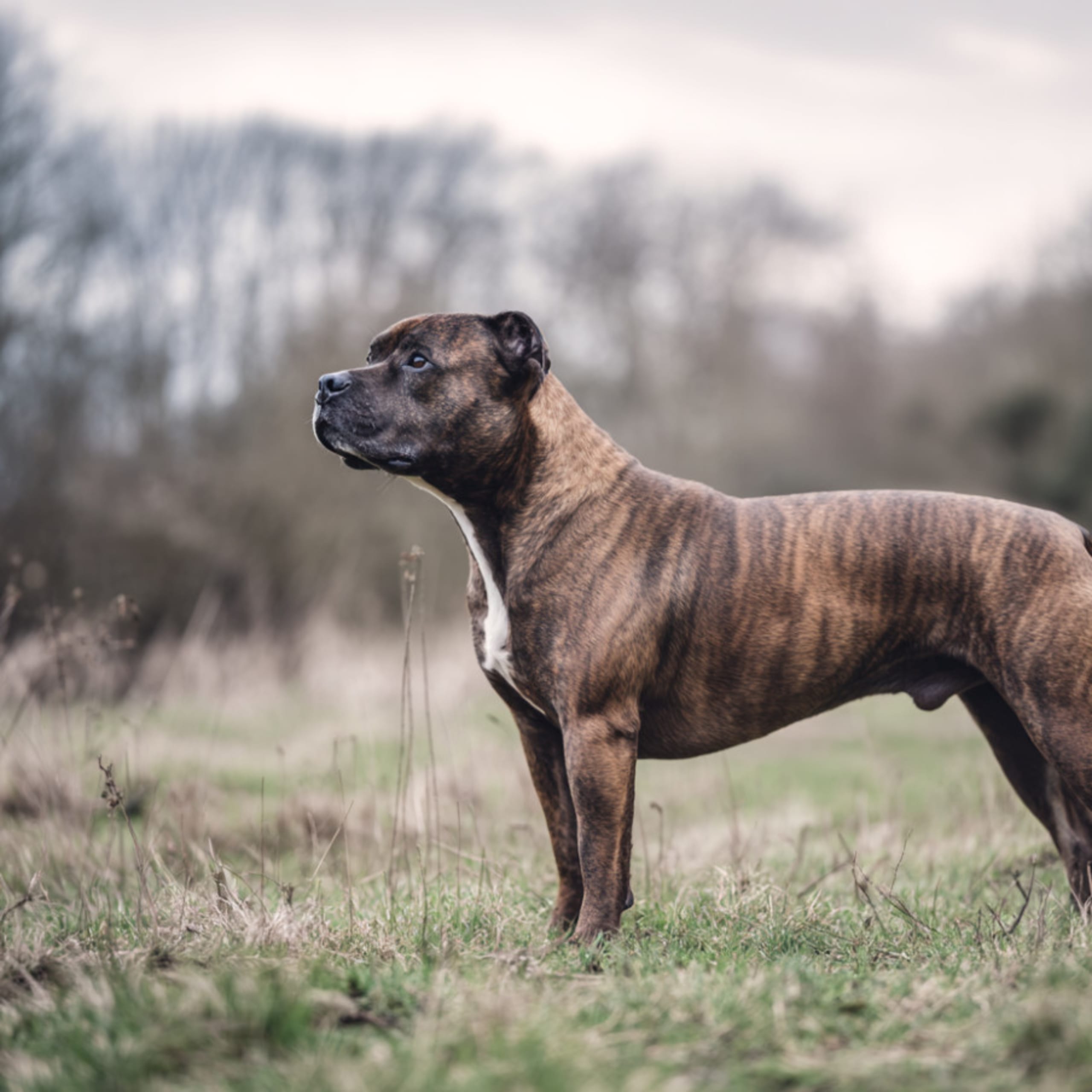 Staffordshire bull terrier