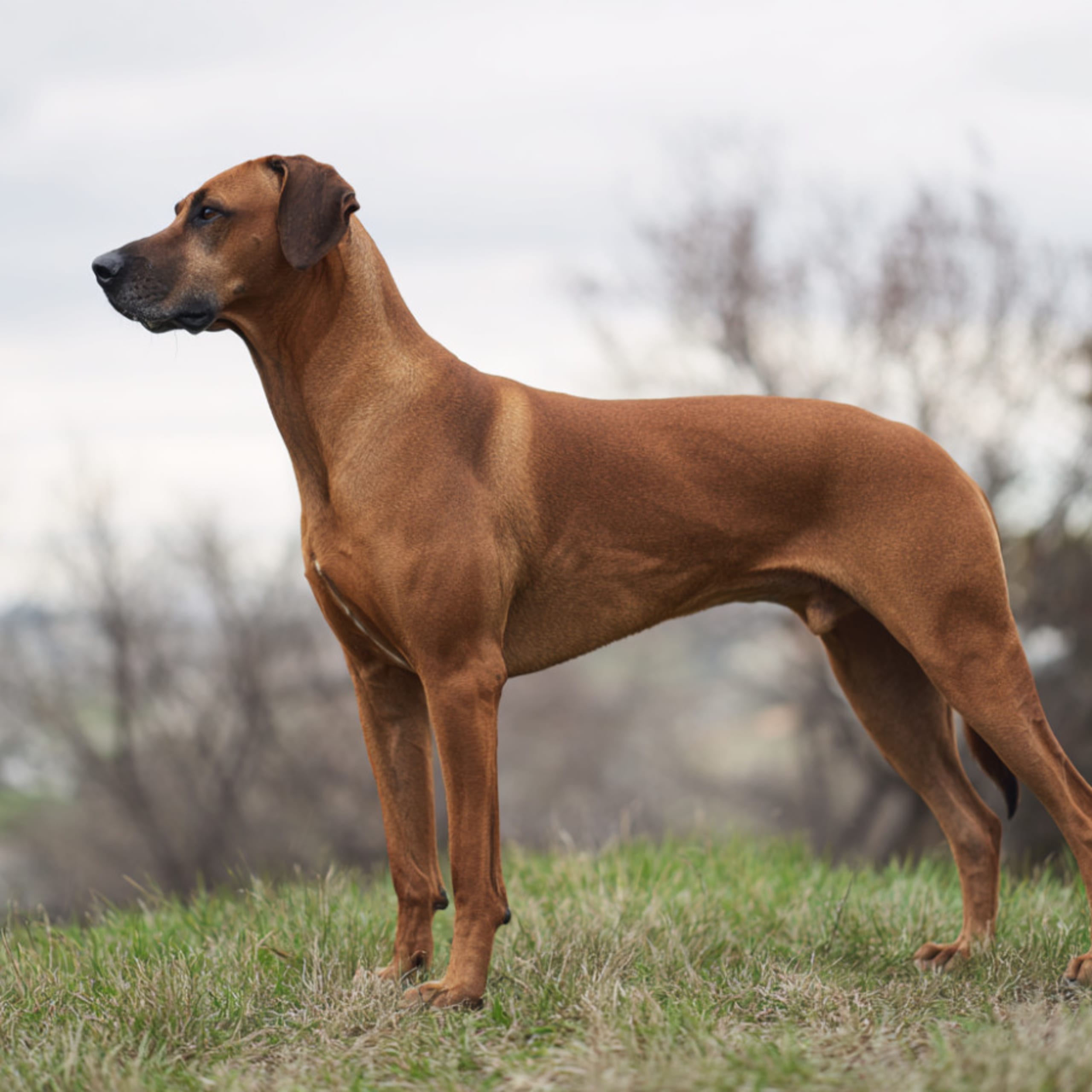 Rhodesian ridgeback