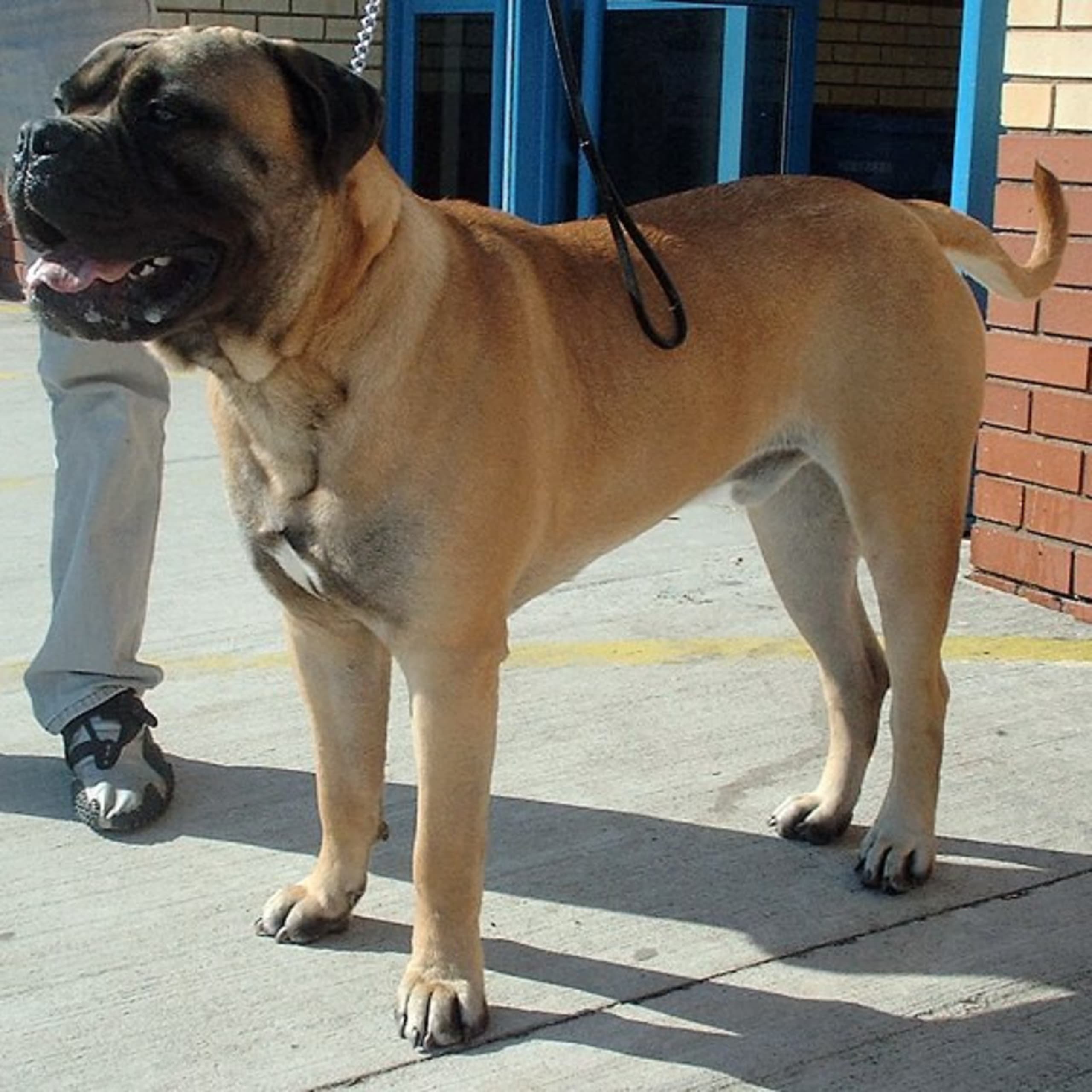 Bullmastiff