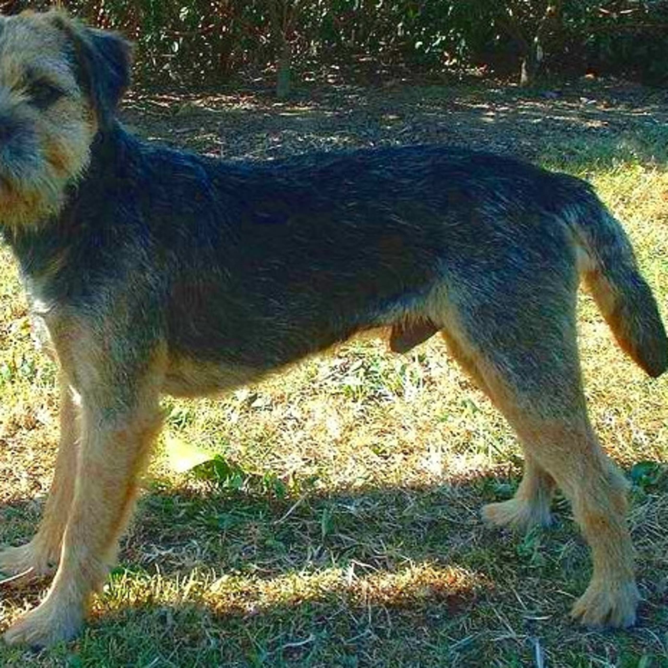 Border terrier