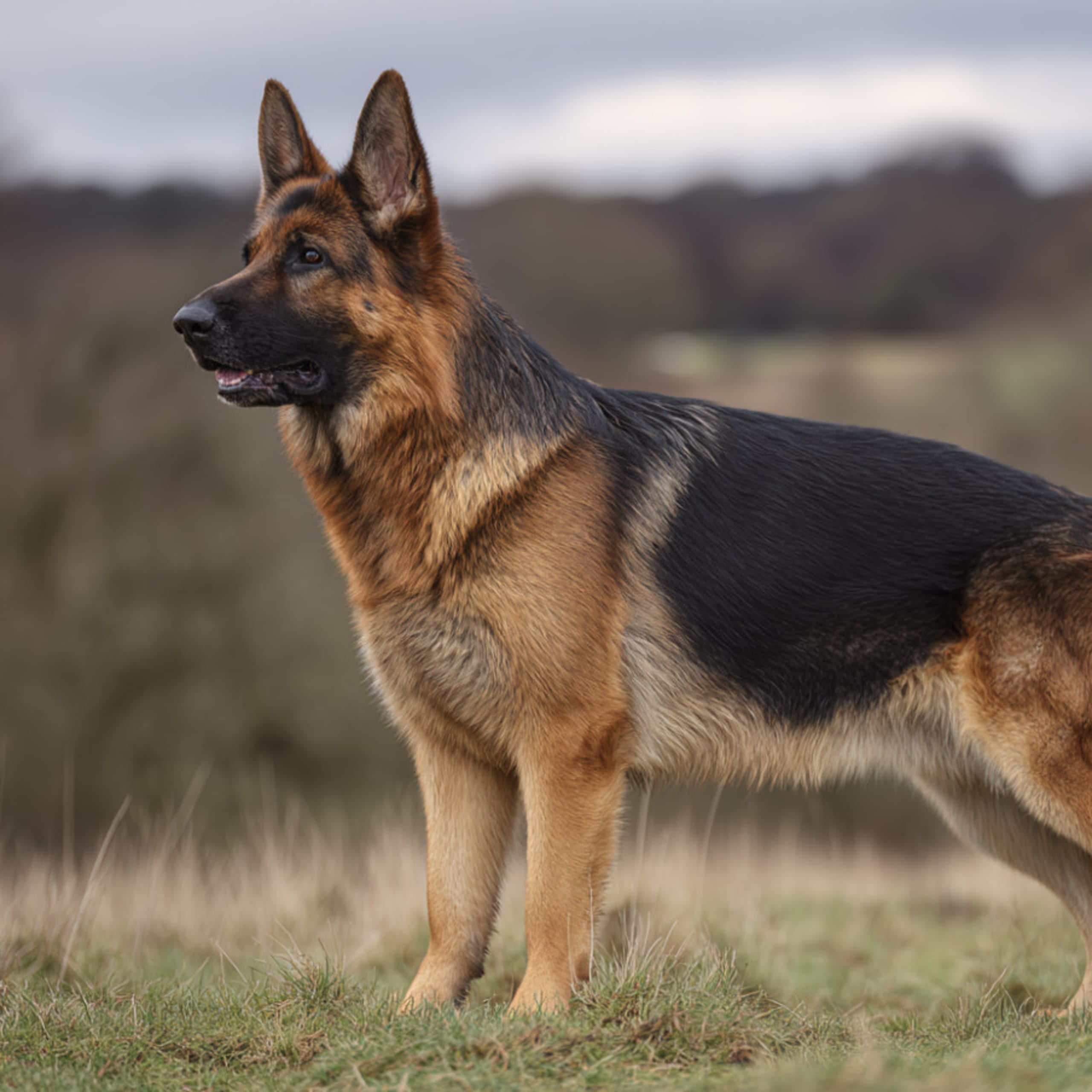 Schäferhund