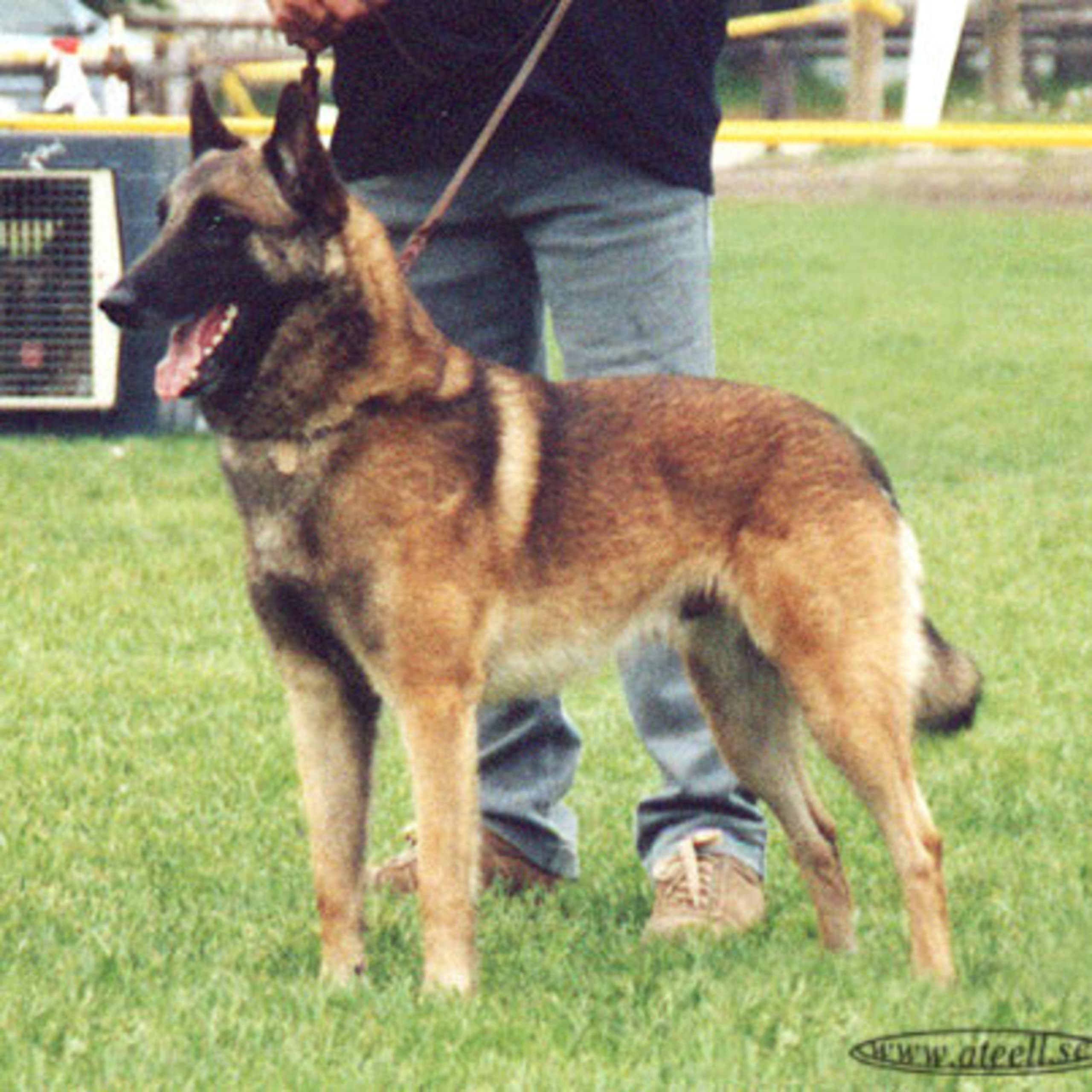 Belgian Malinois