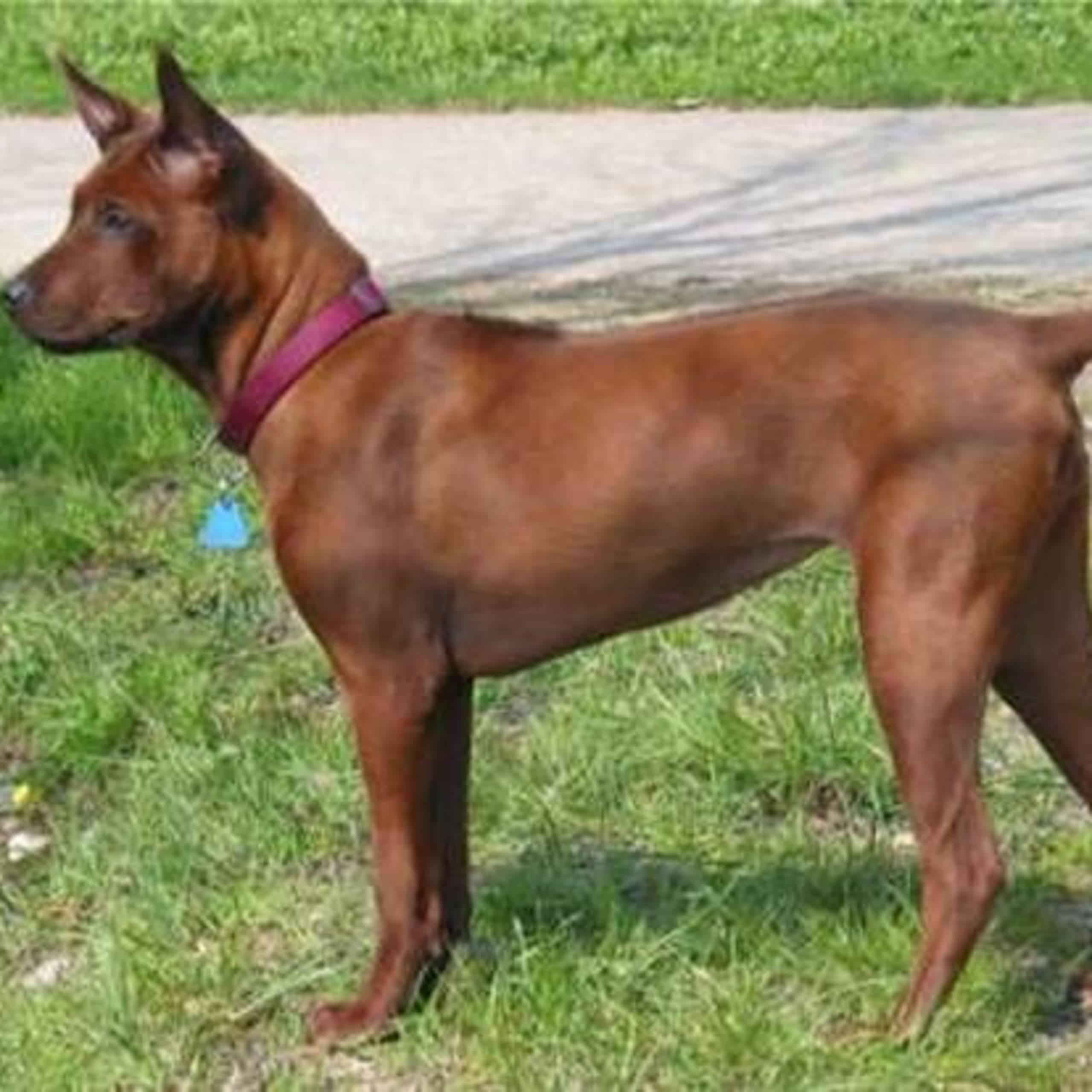 Thai ridgeback dog