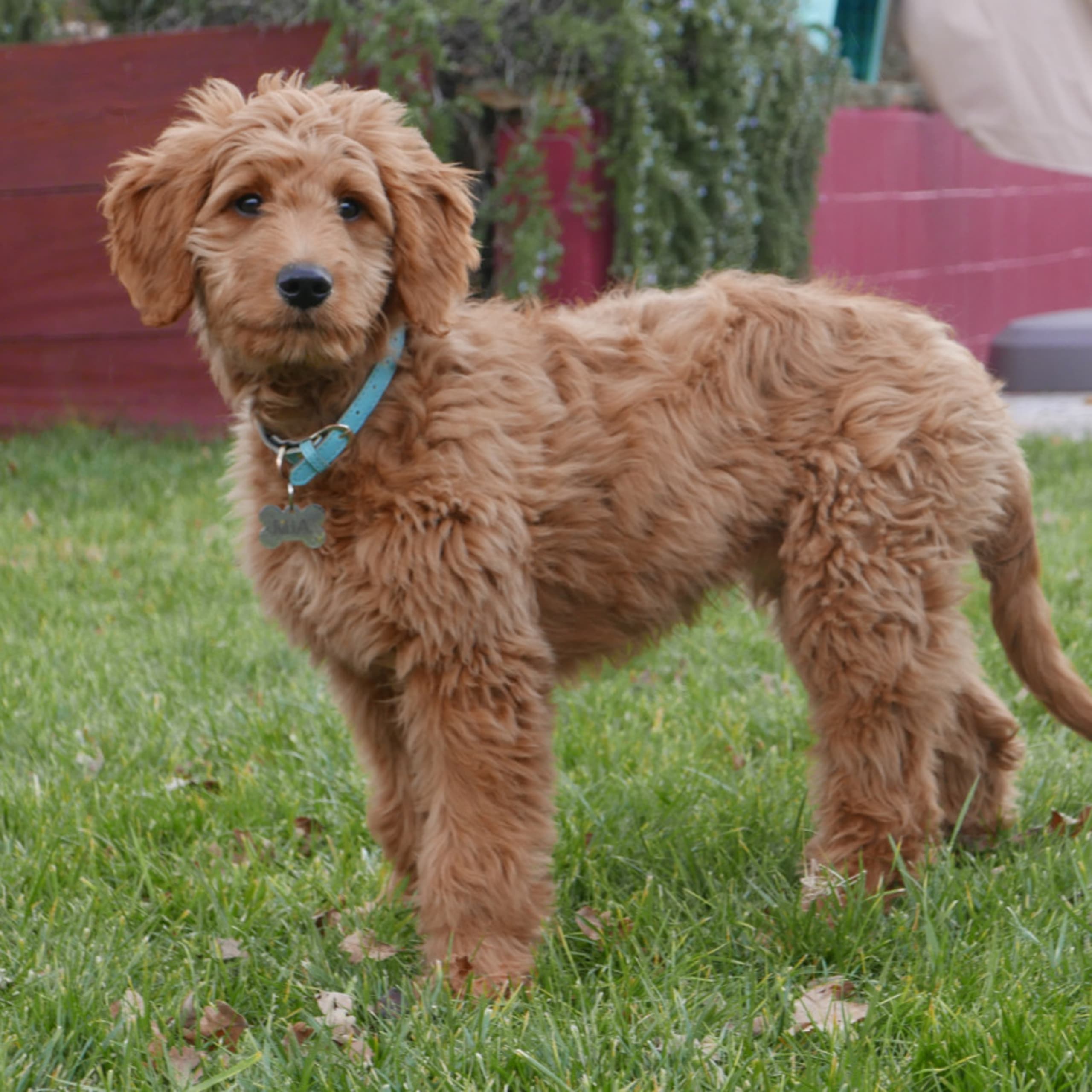Goldendoodle