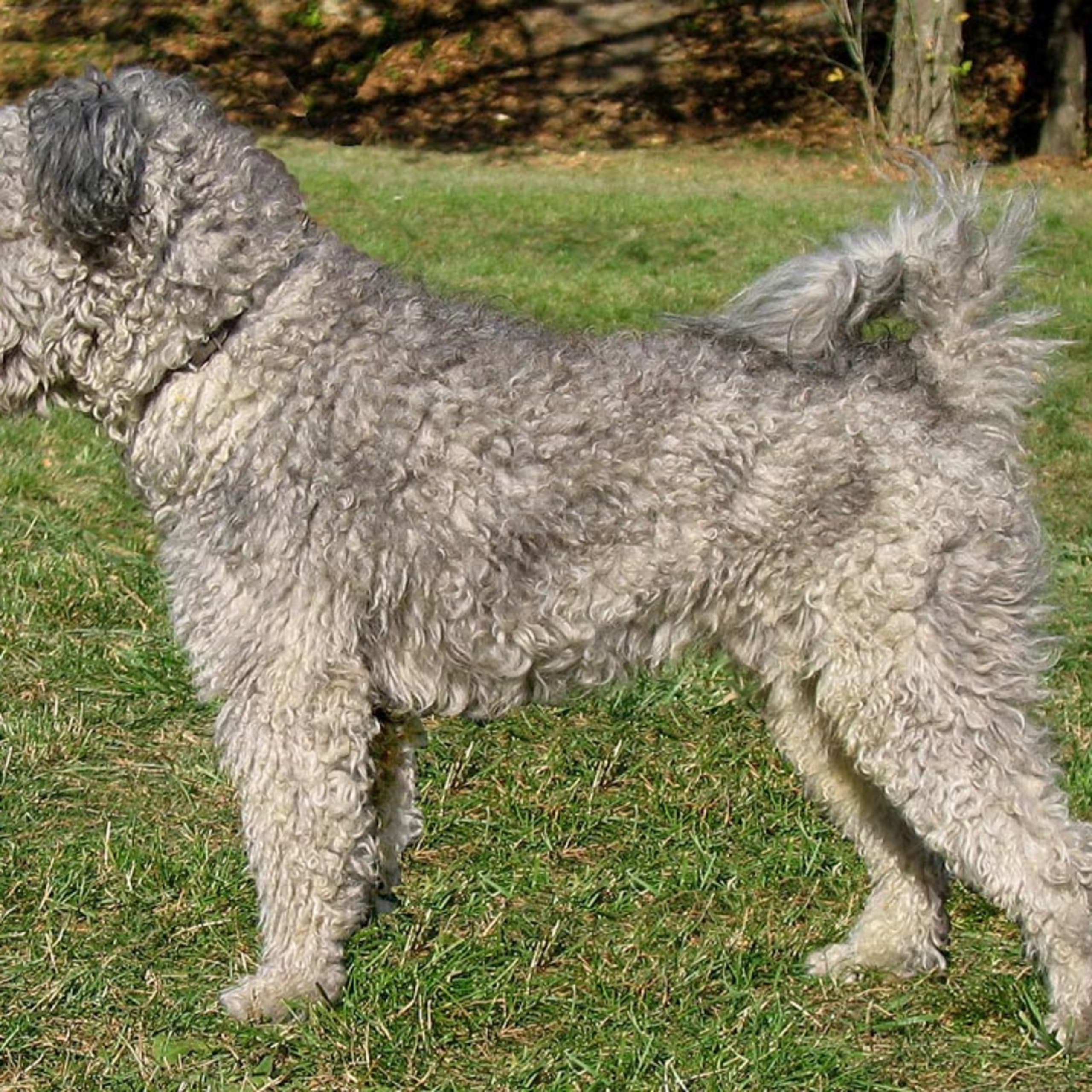 Pumi