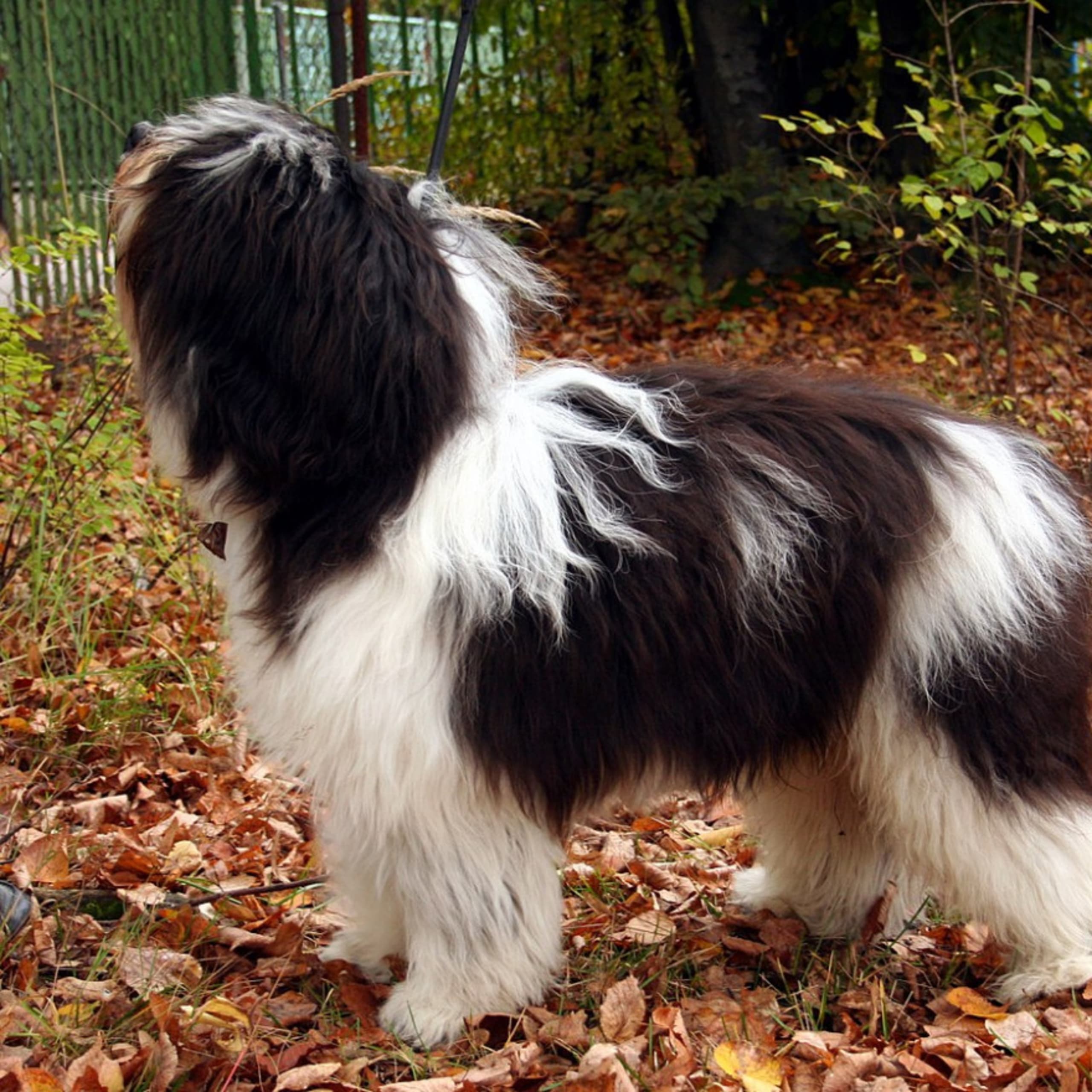Polsk lavlandsfårehund