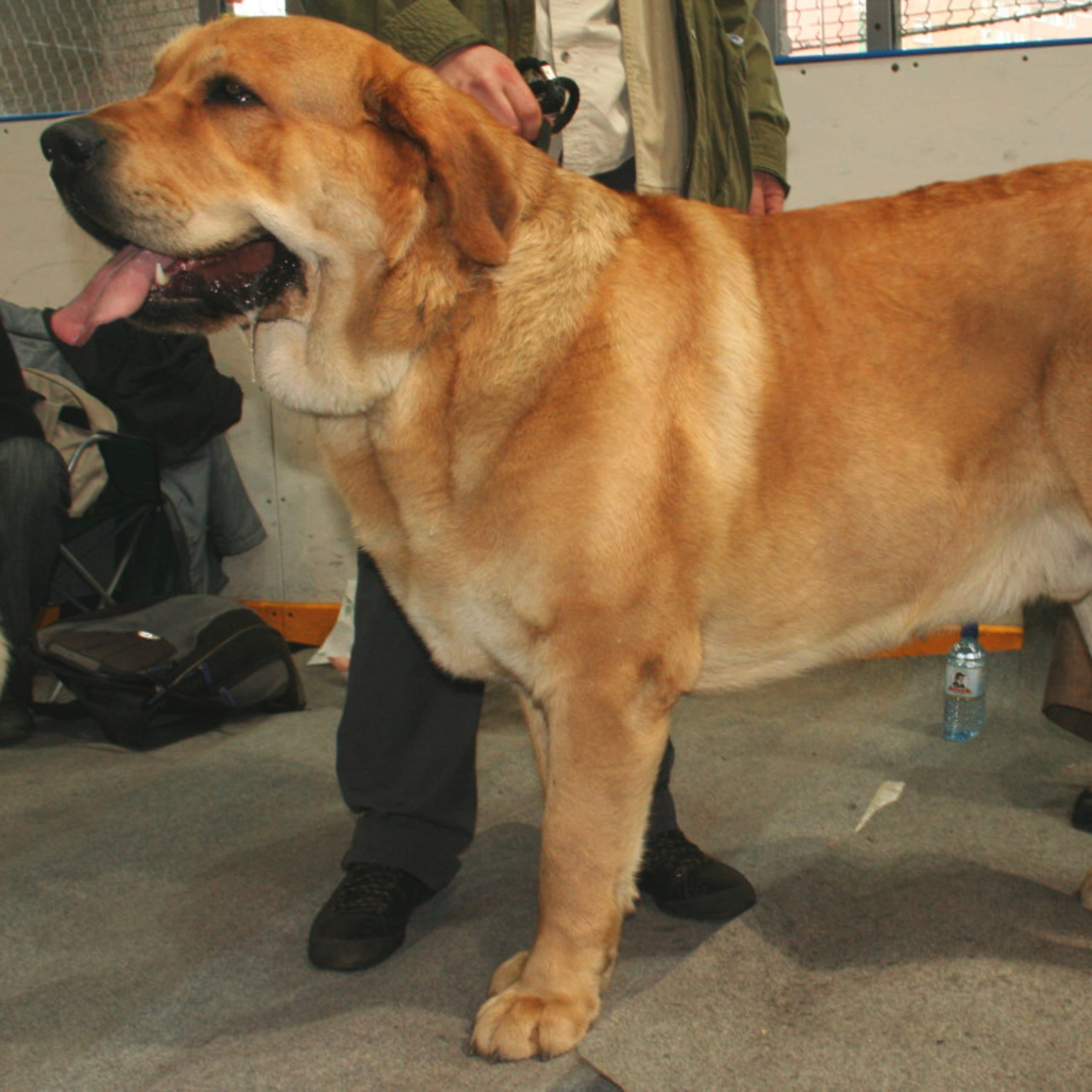 Spansk mastiff