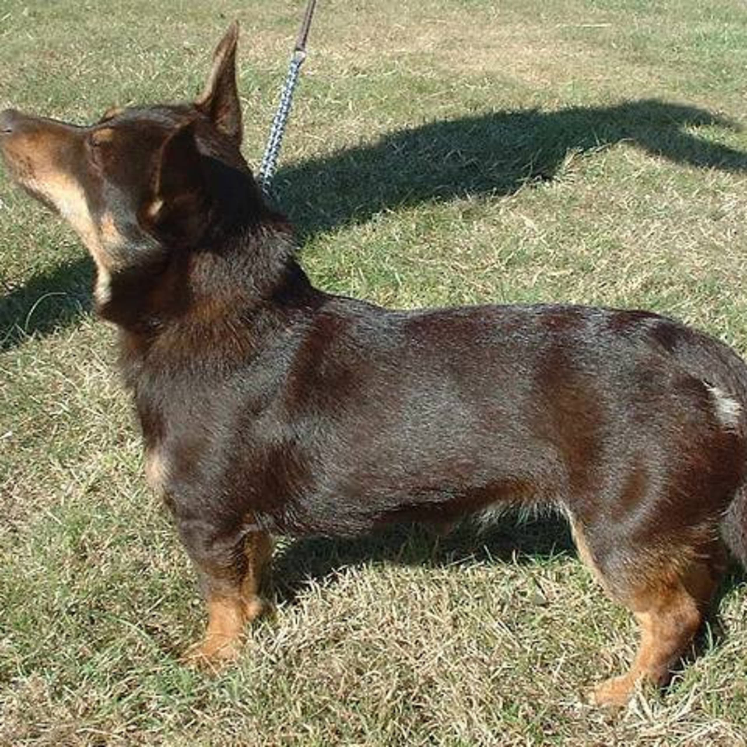Lancashire heeler