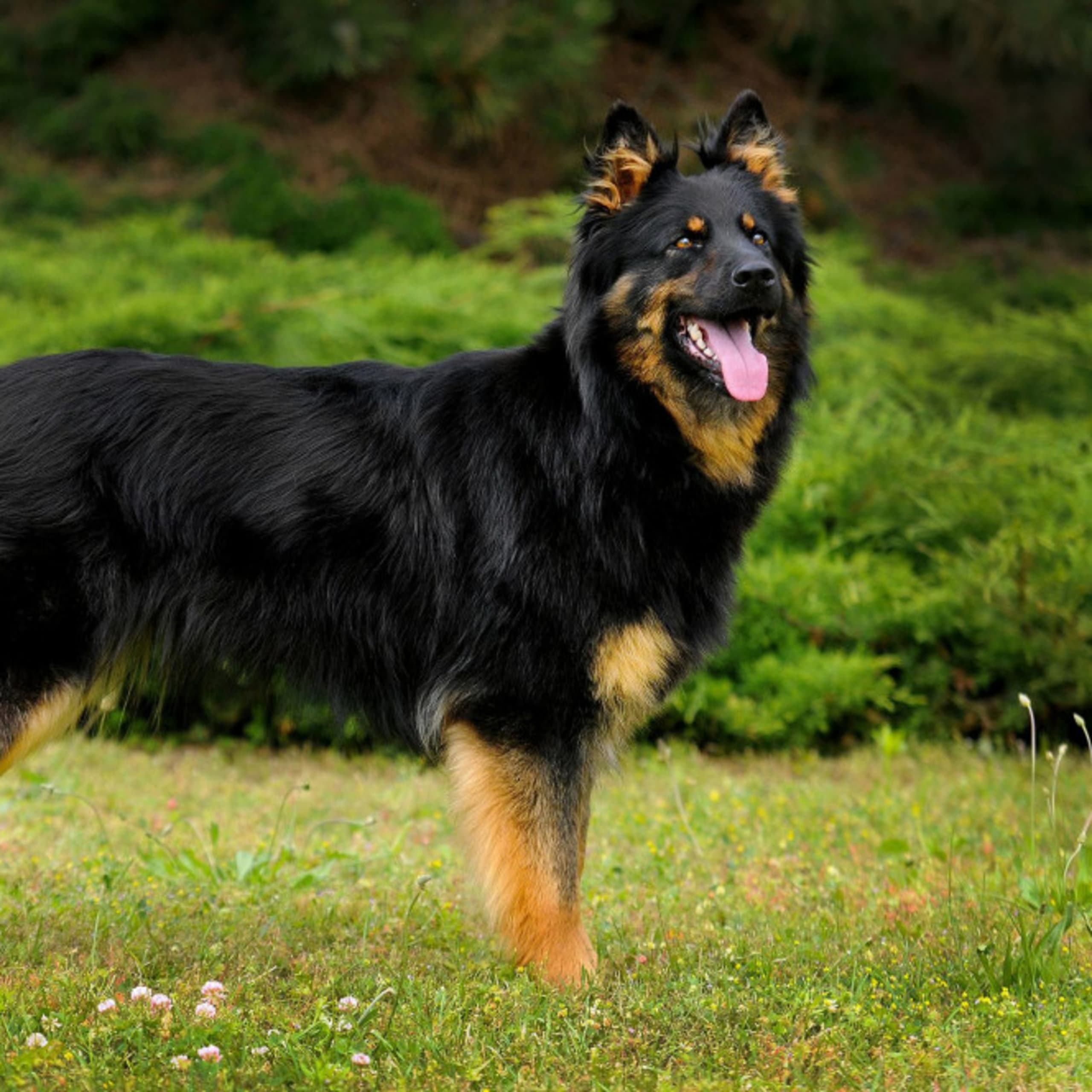 Bøhmisk gjeterhund