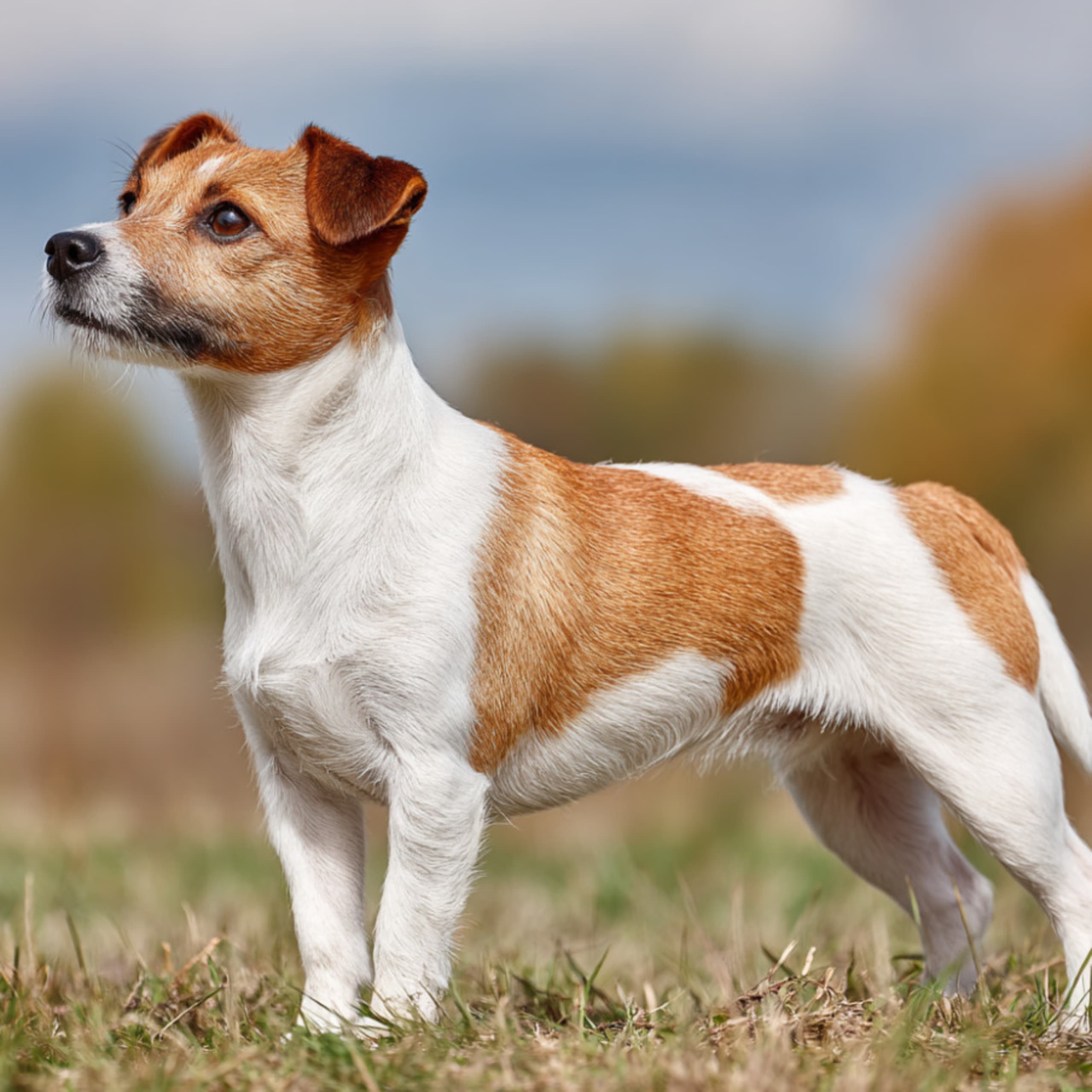 Jack Russell terrier