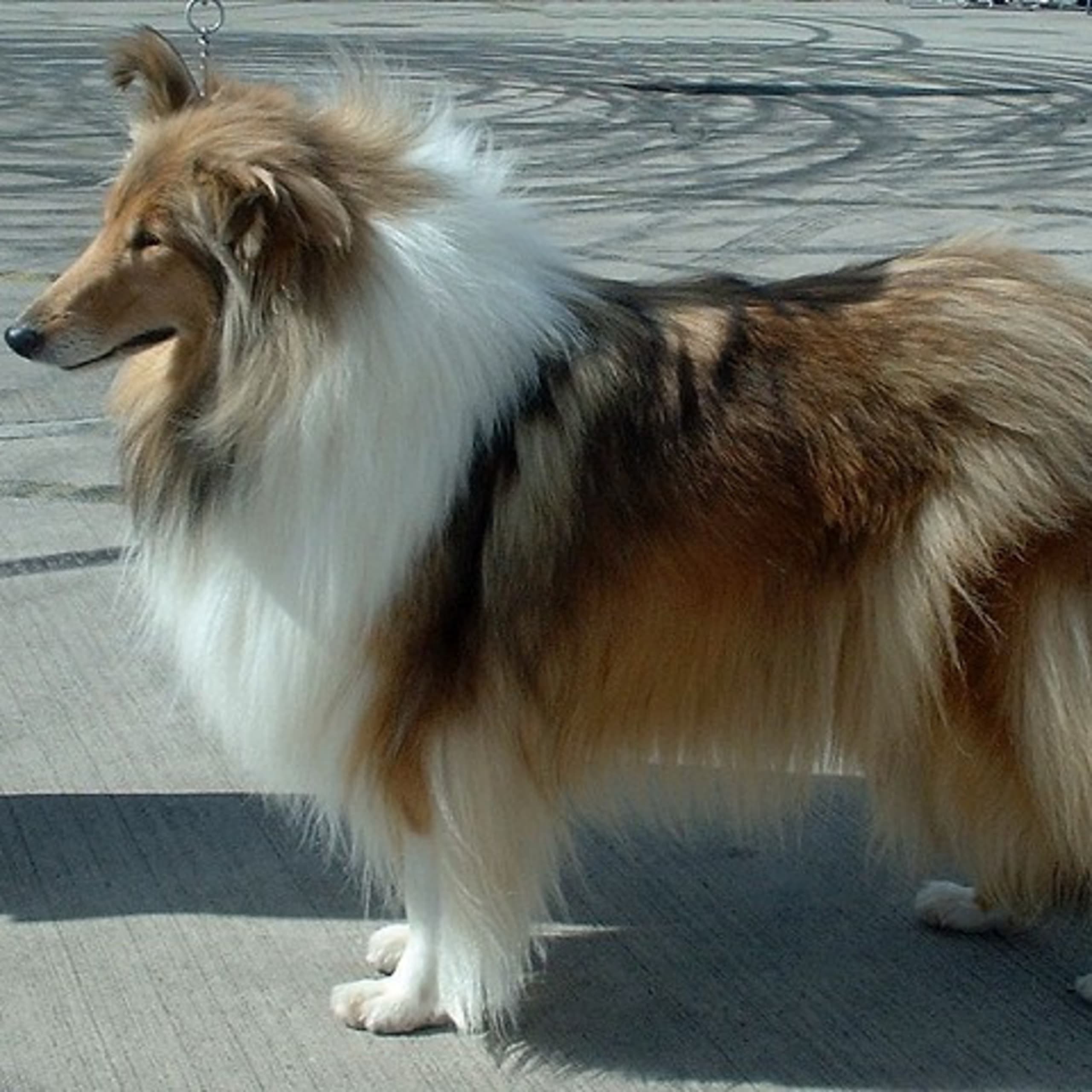 Collie