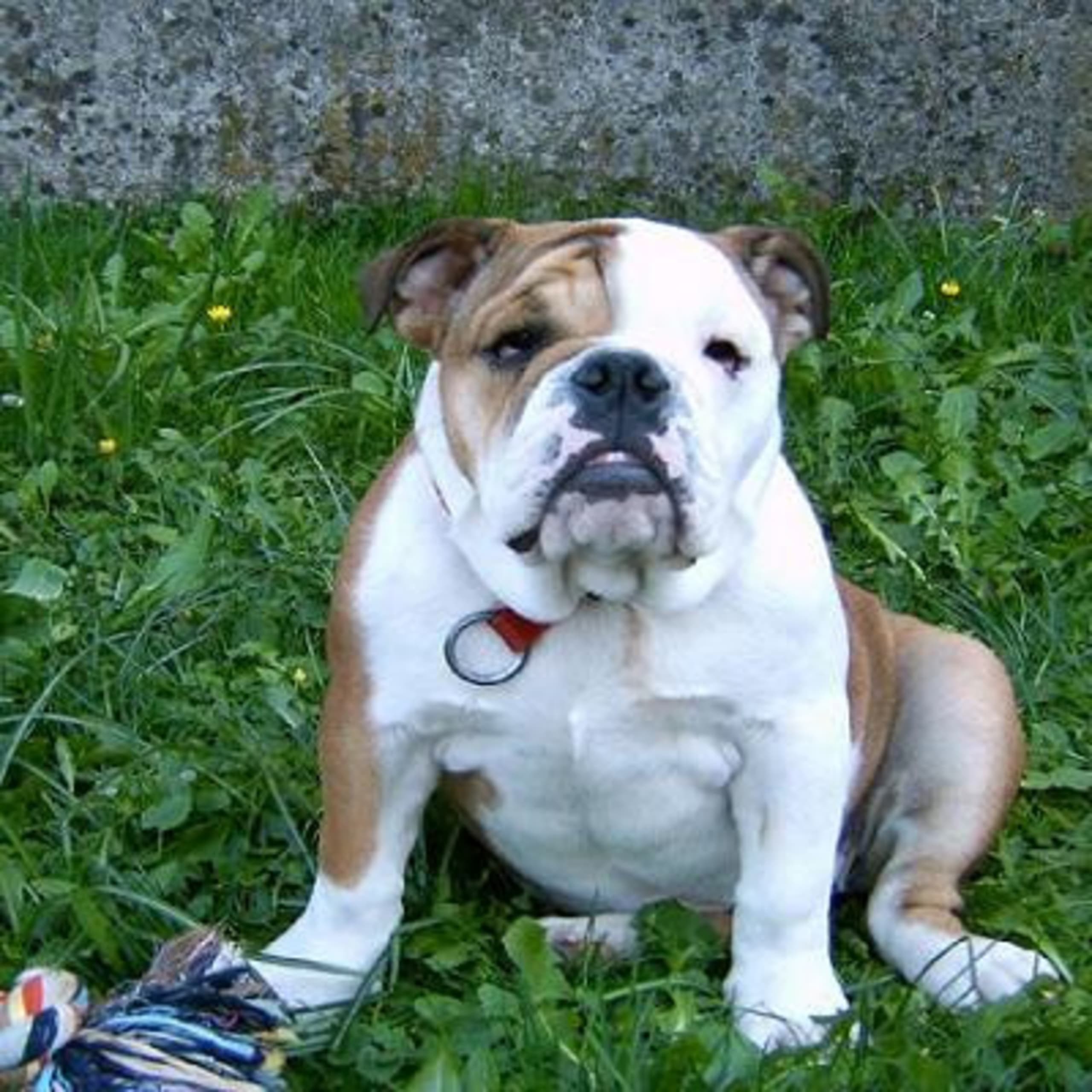 Engelsk bulldog