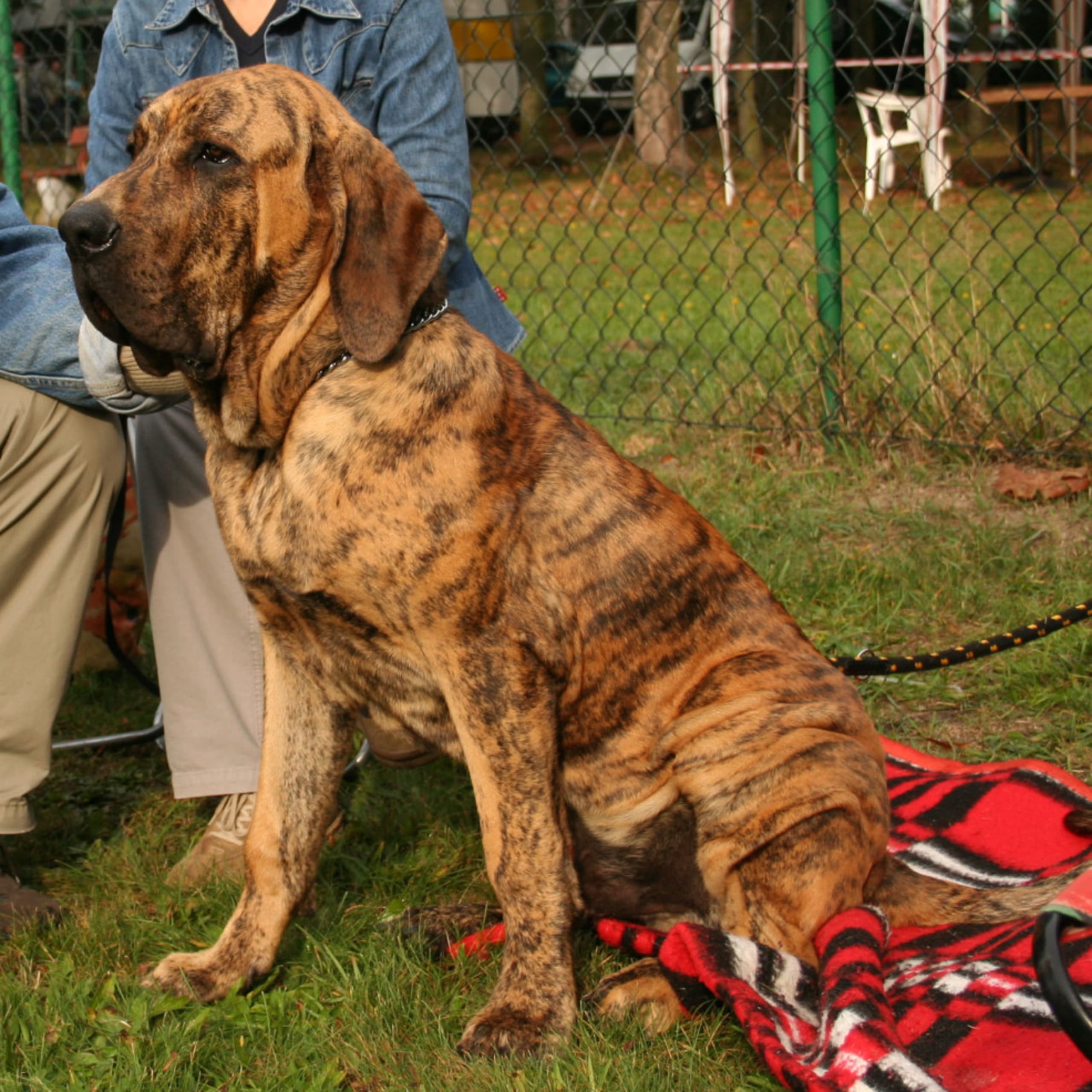 Fila brasileiro