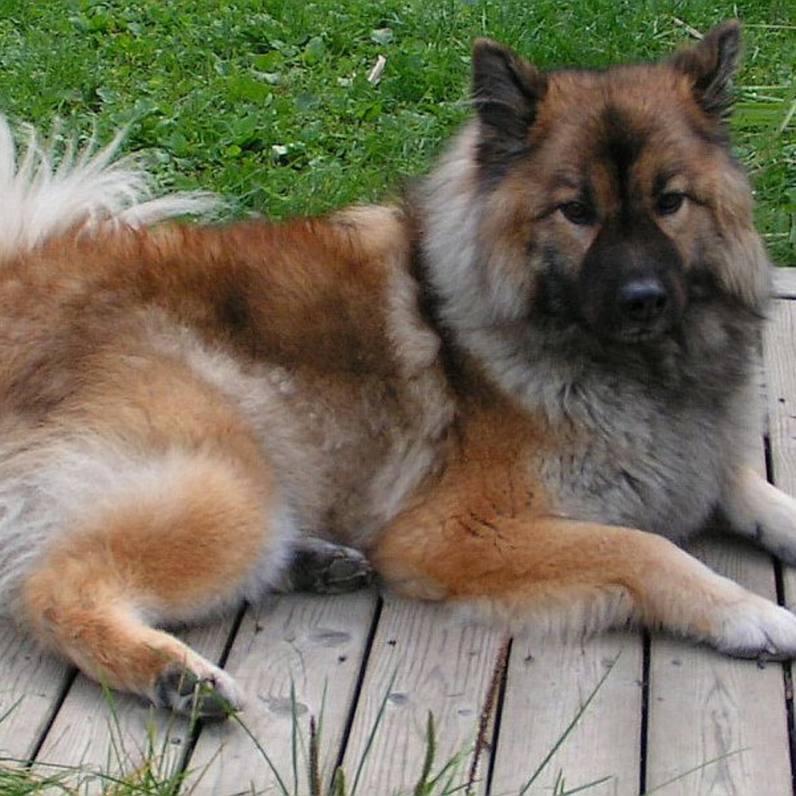 Eurasier