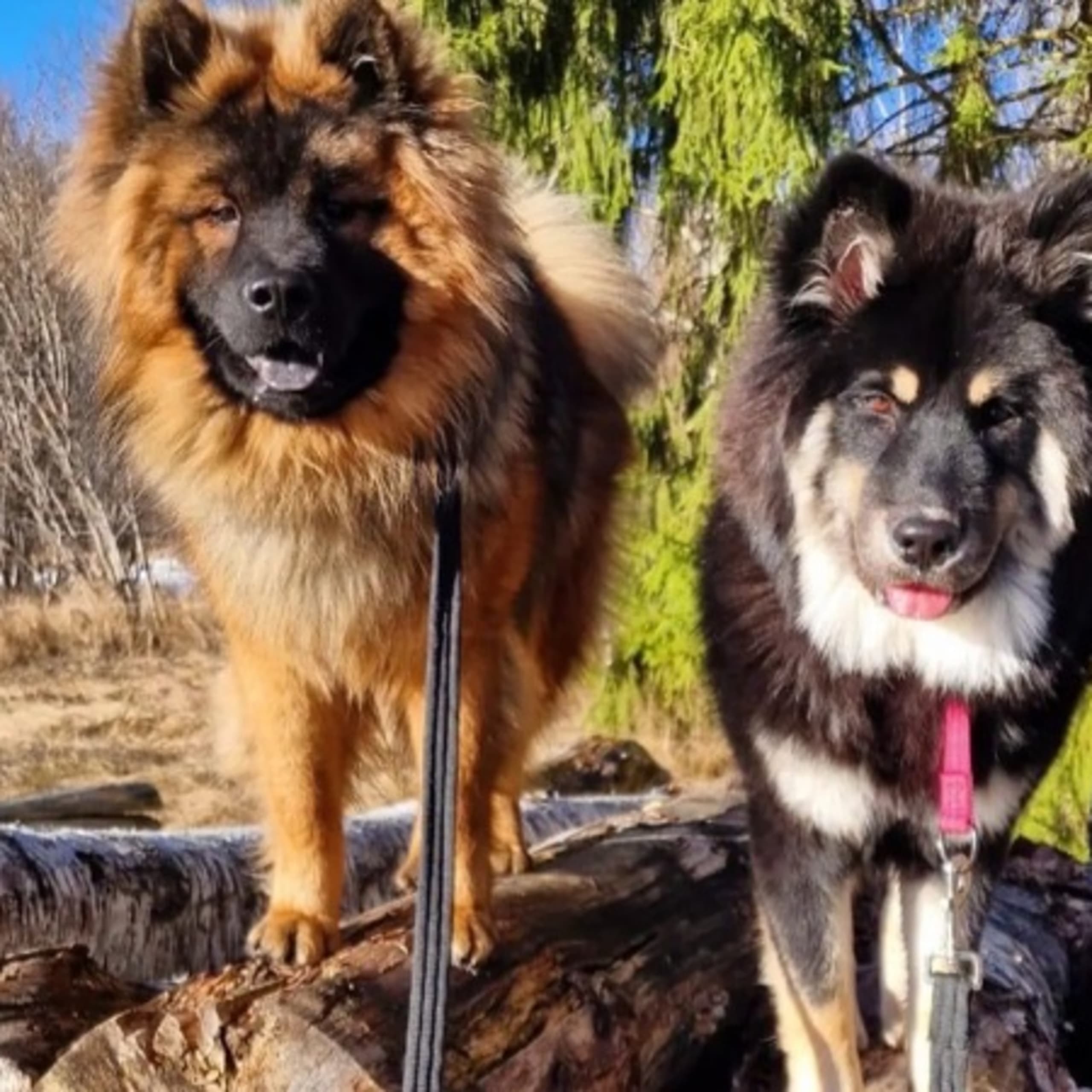 Love & Eurasier