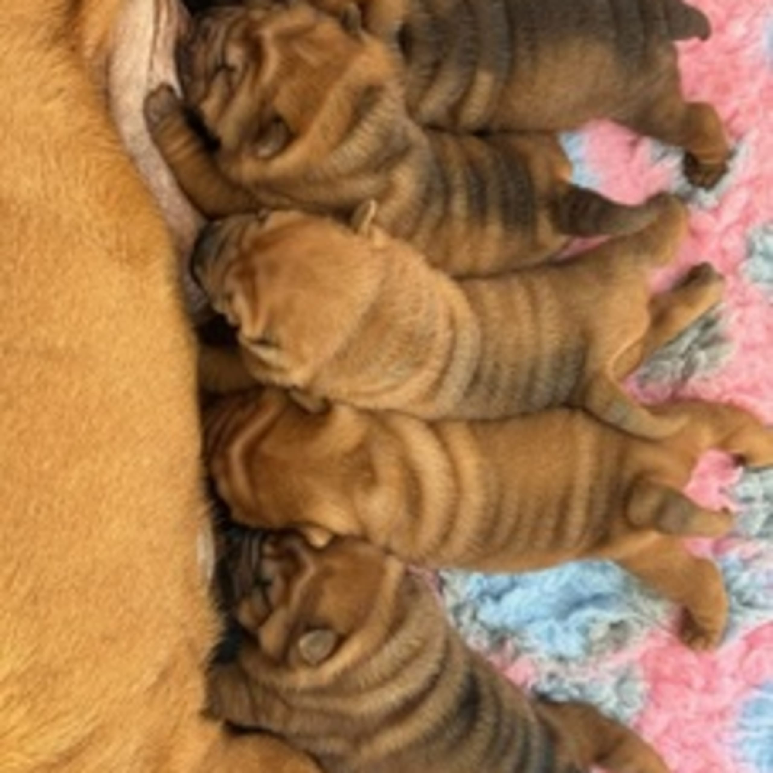 Hafferlaffen