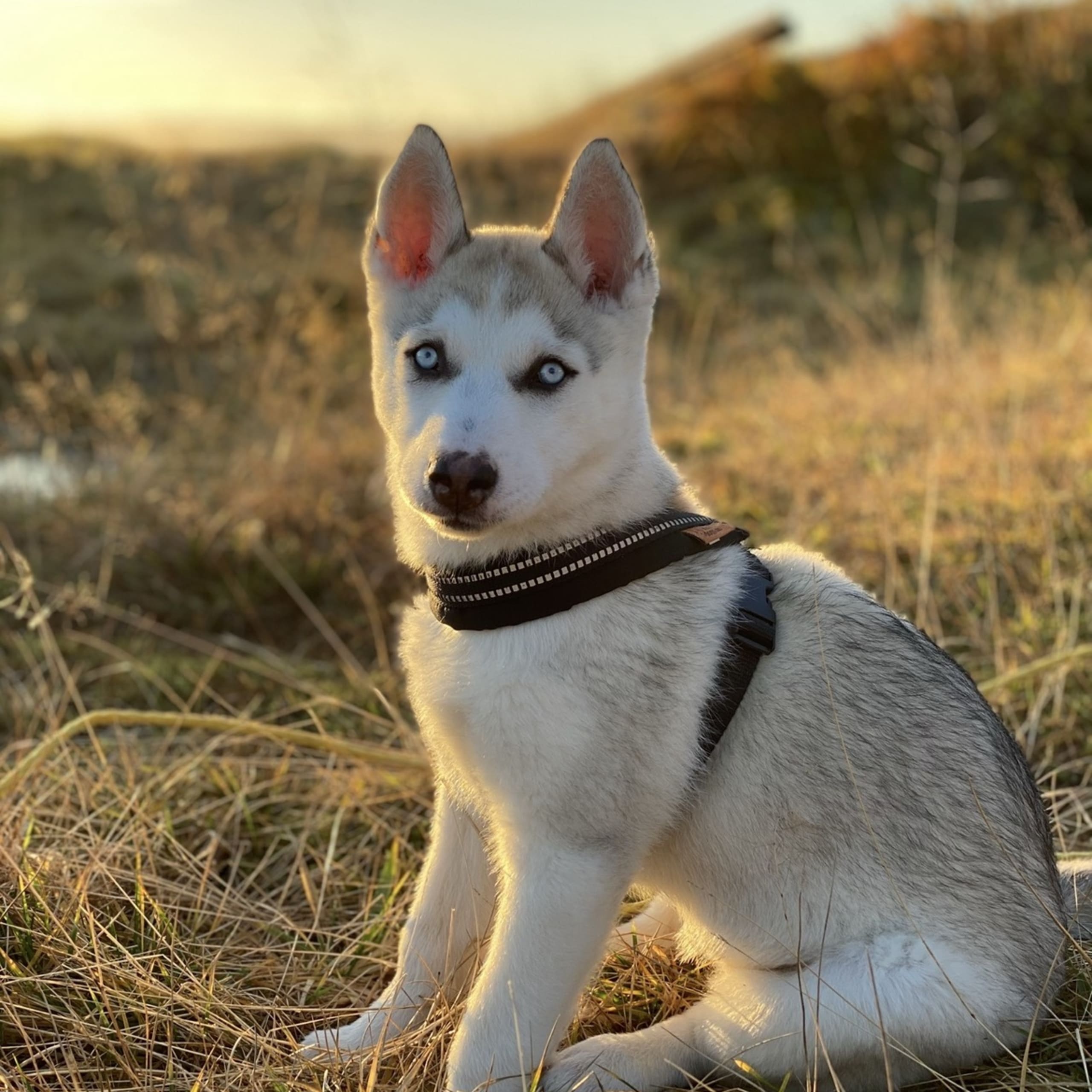 Ingrid Vigre Lofoten Husky