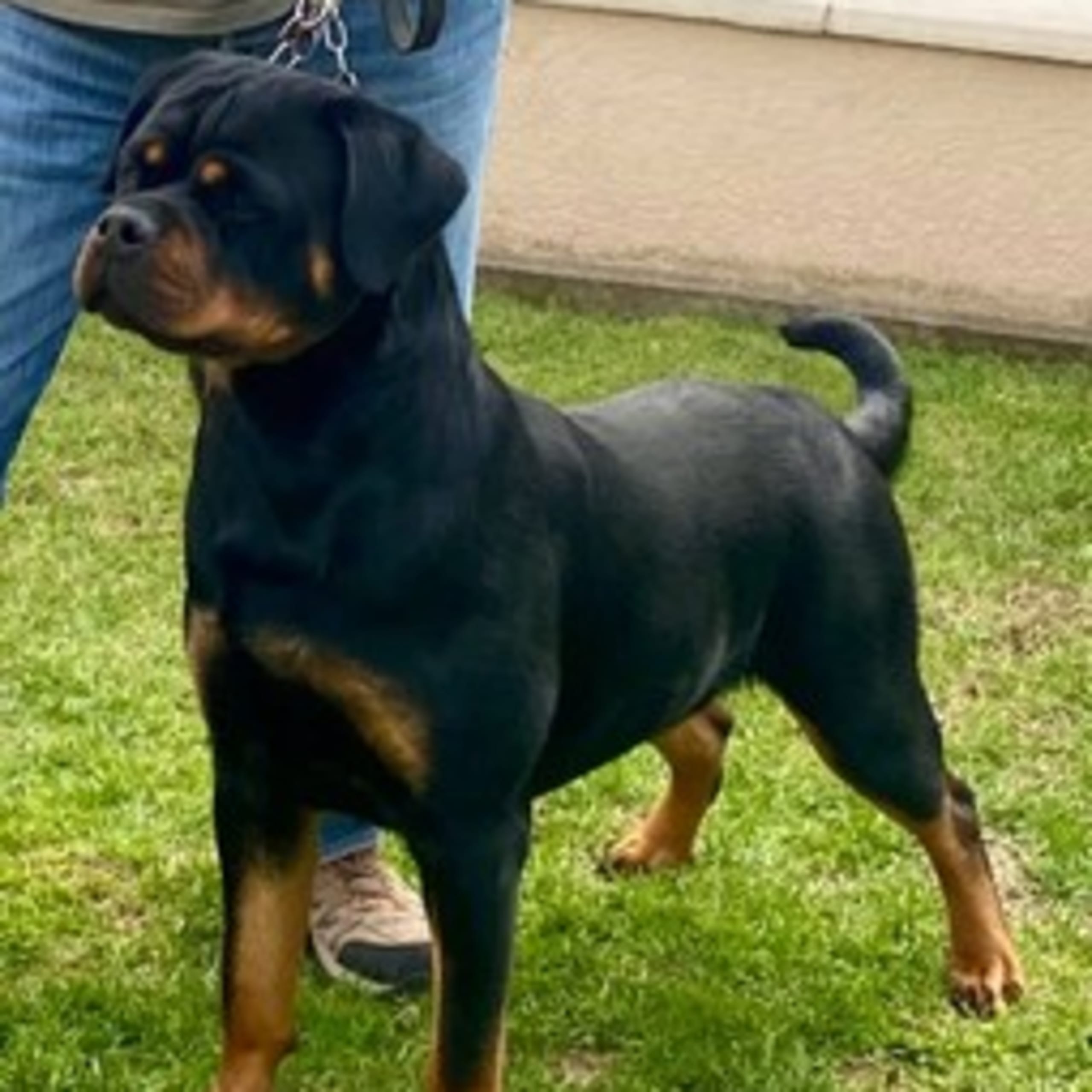 Rottweiler By Ager