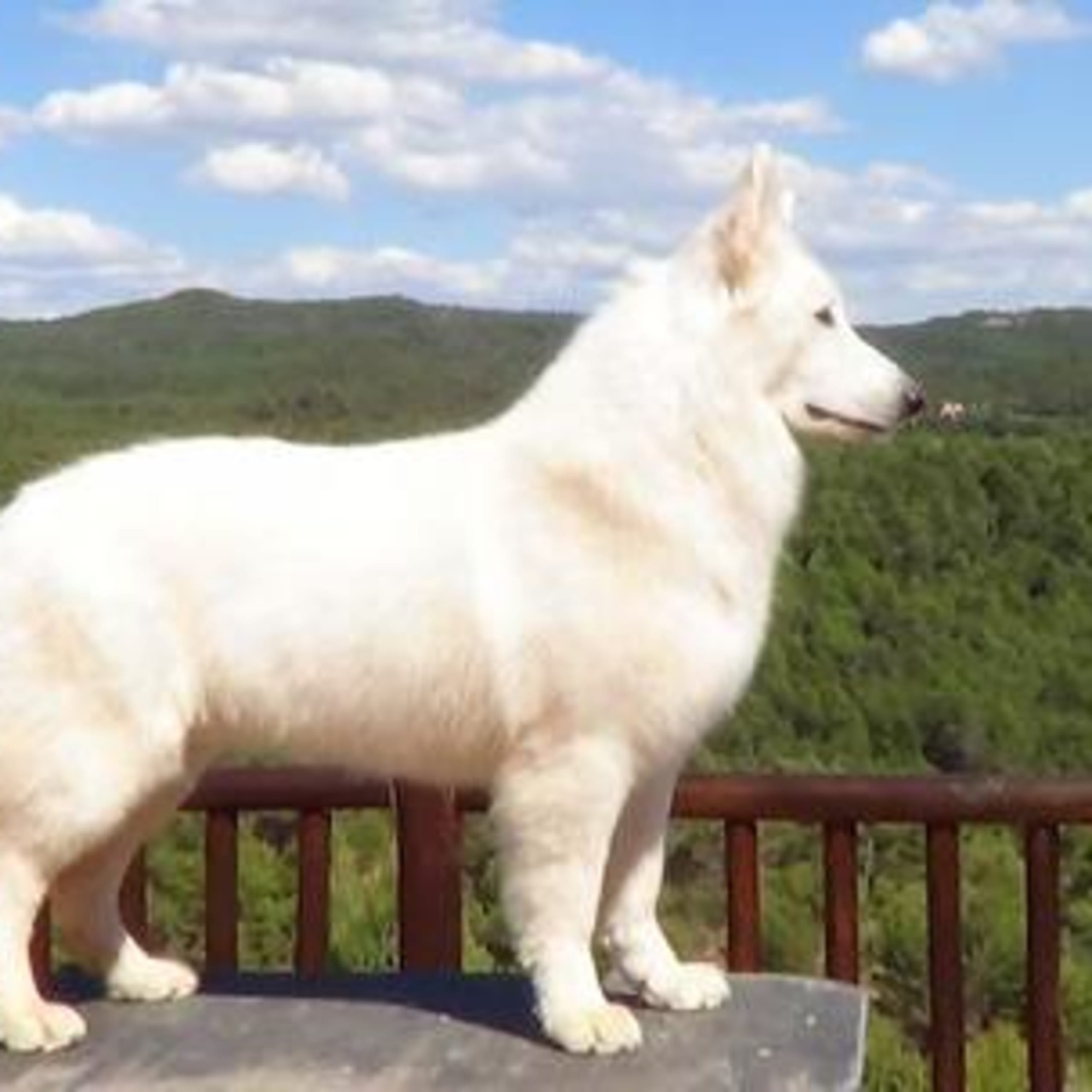 Of Trebons Berger Blanc