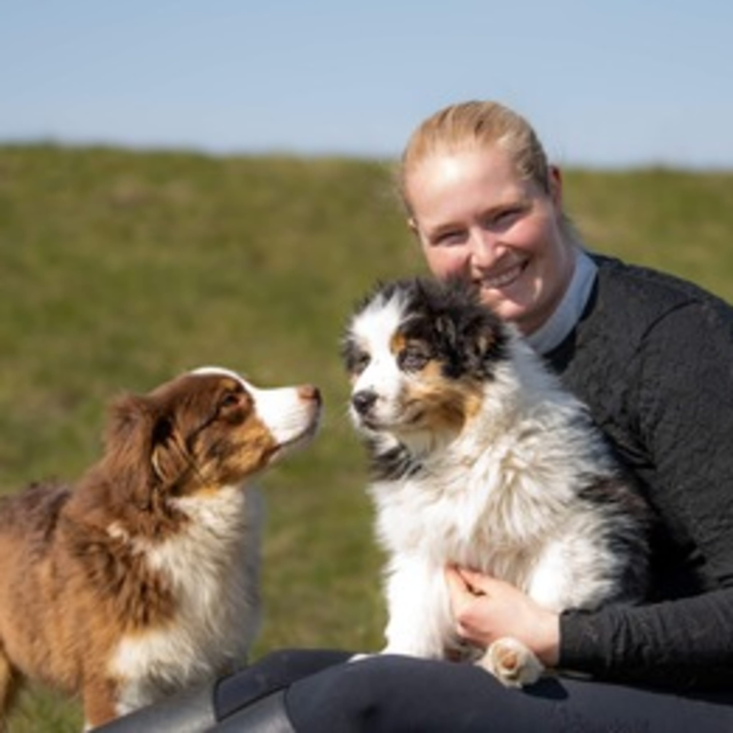 Bellis Aussies