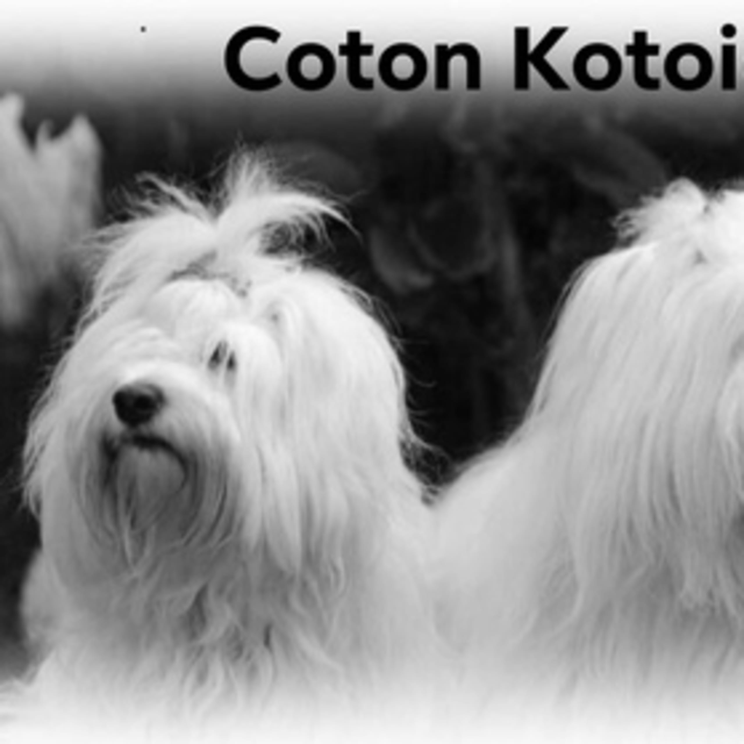 Coton Kotoia