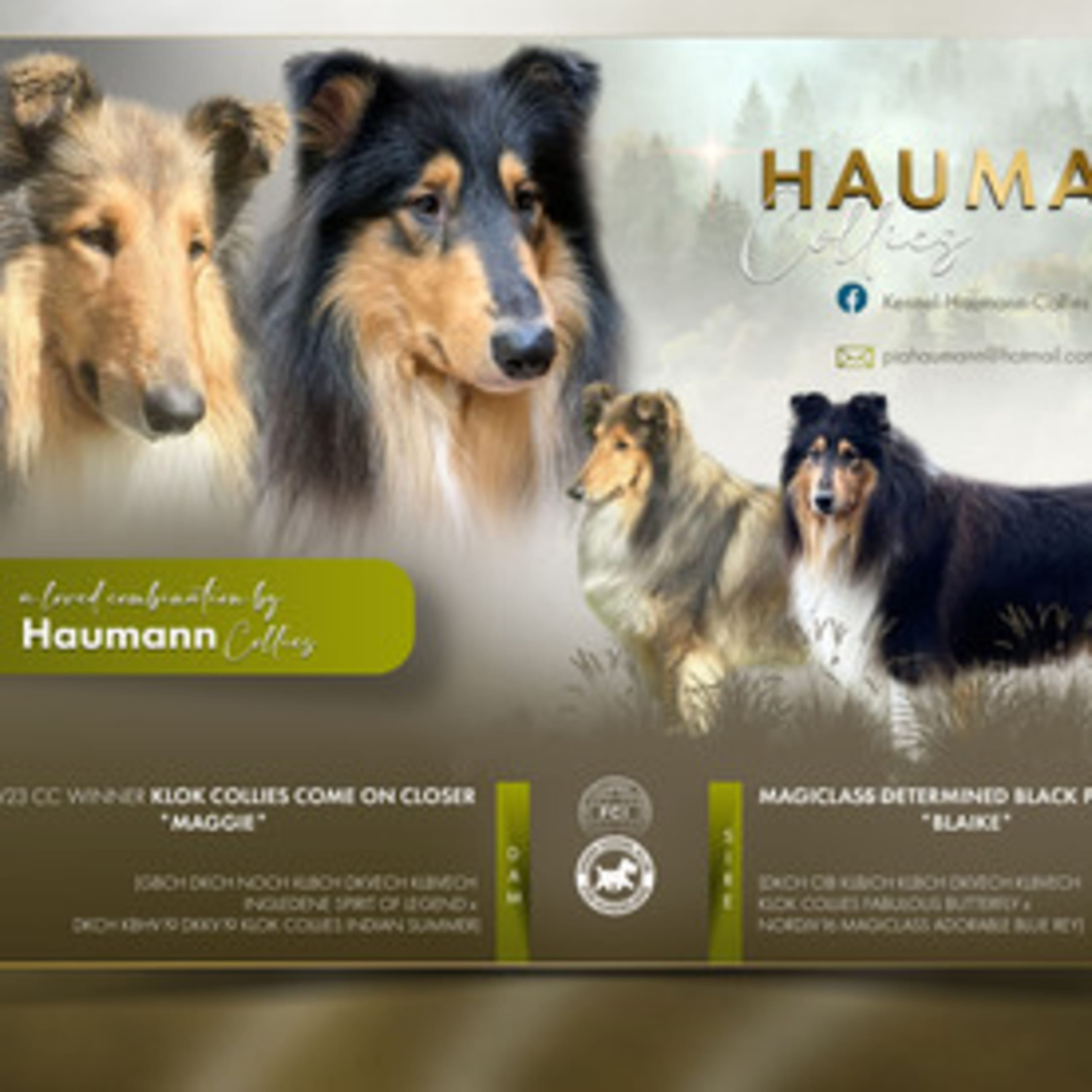 Haumann Collies