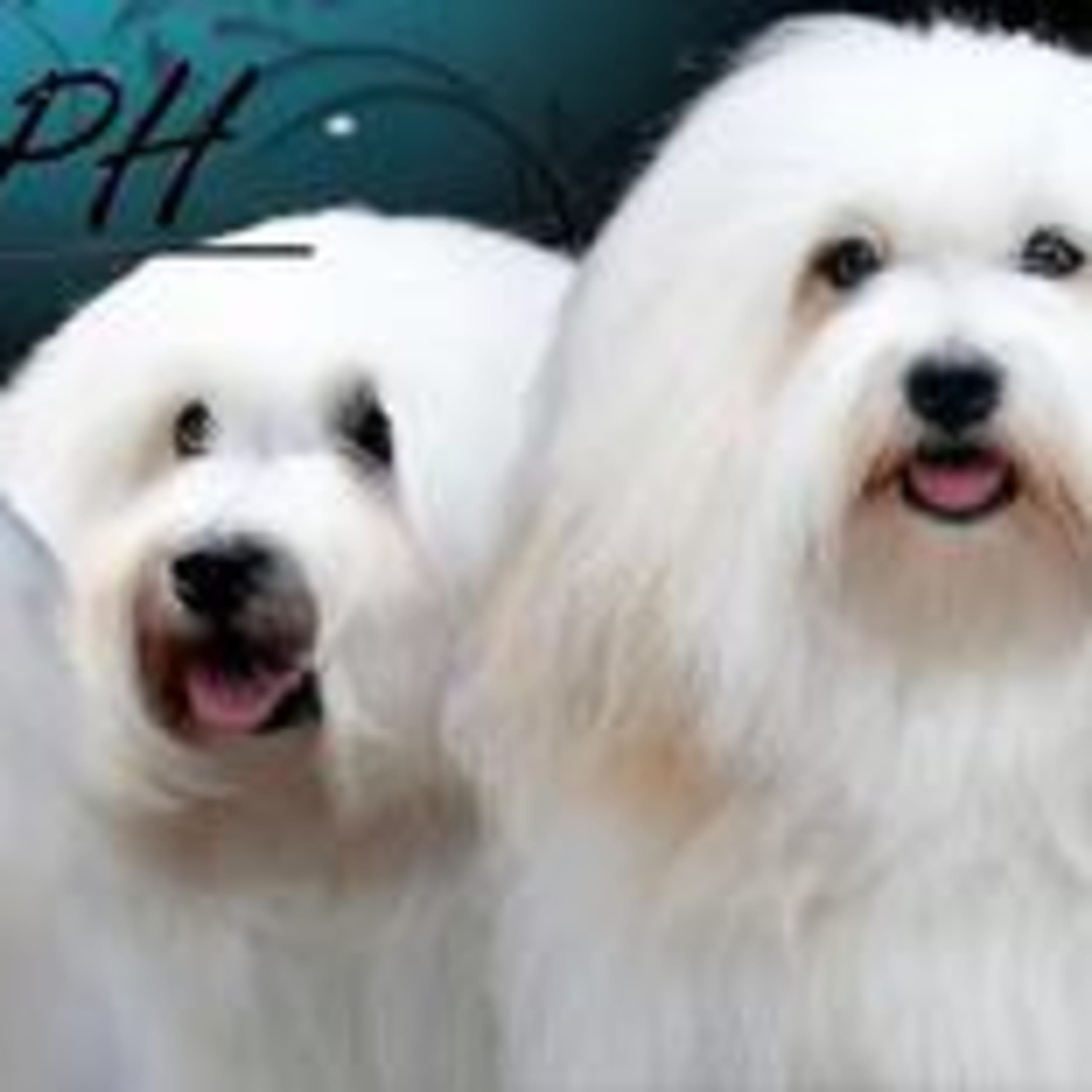 Coton CPH´s