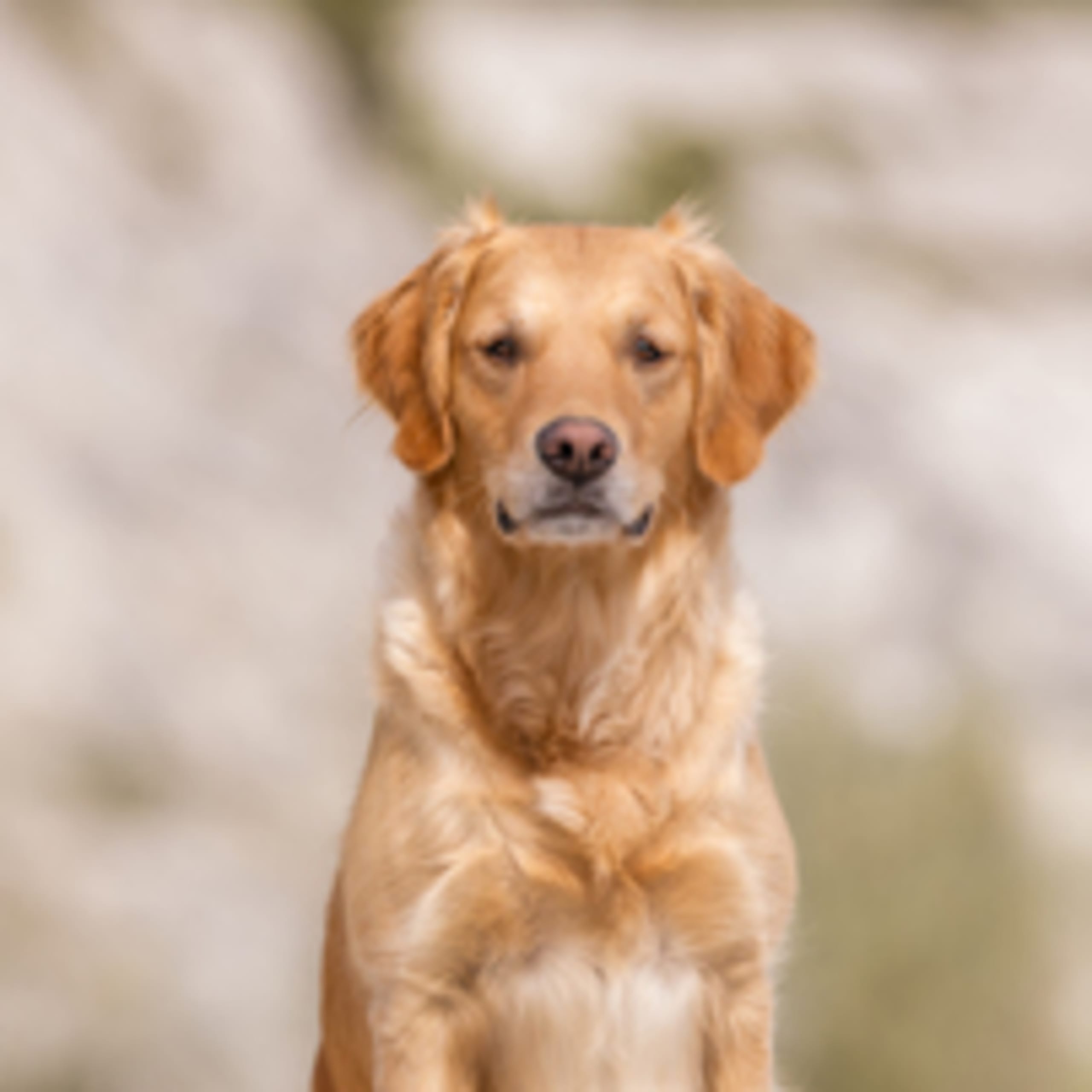 Kirchhof's Golden