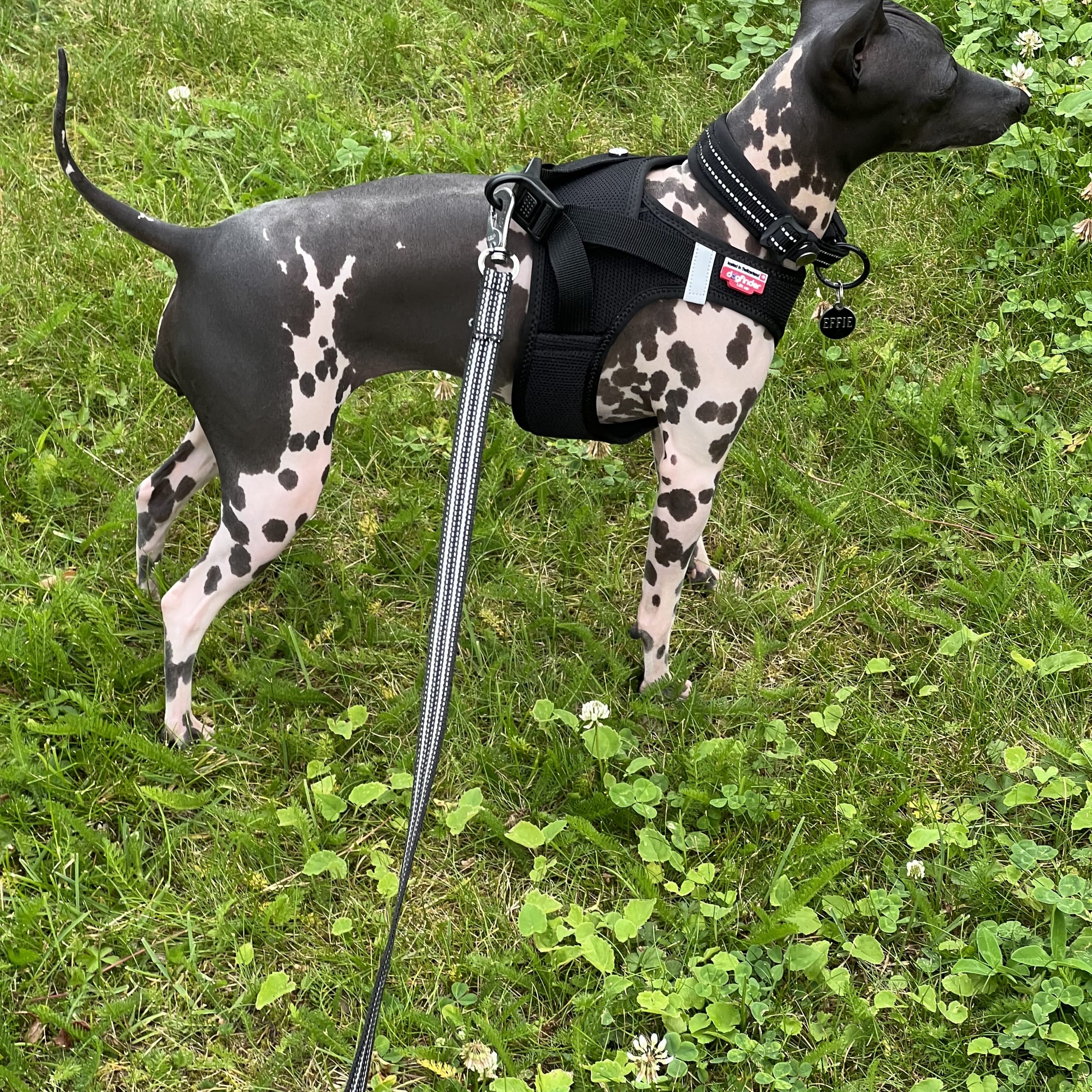 Kennel Atrichos