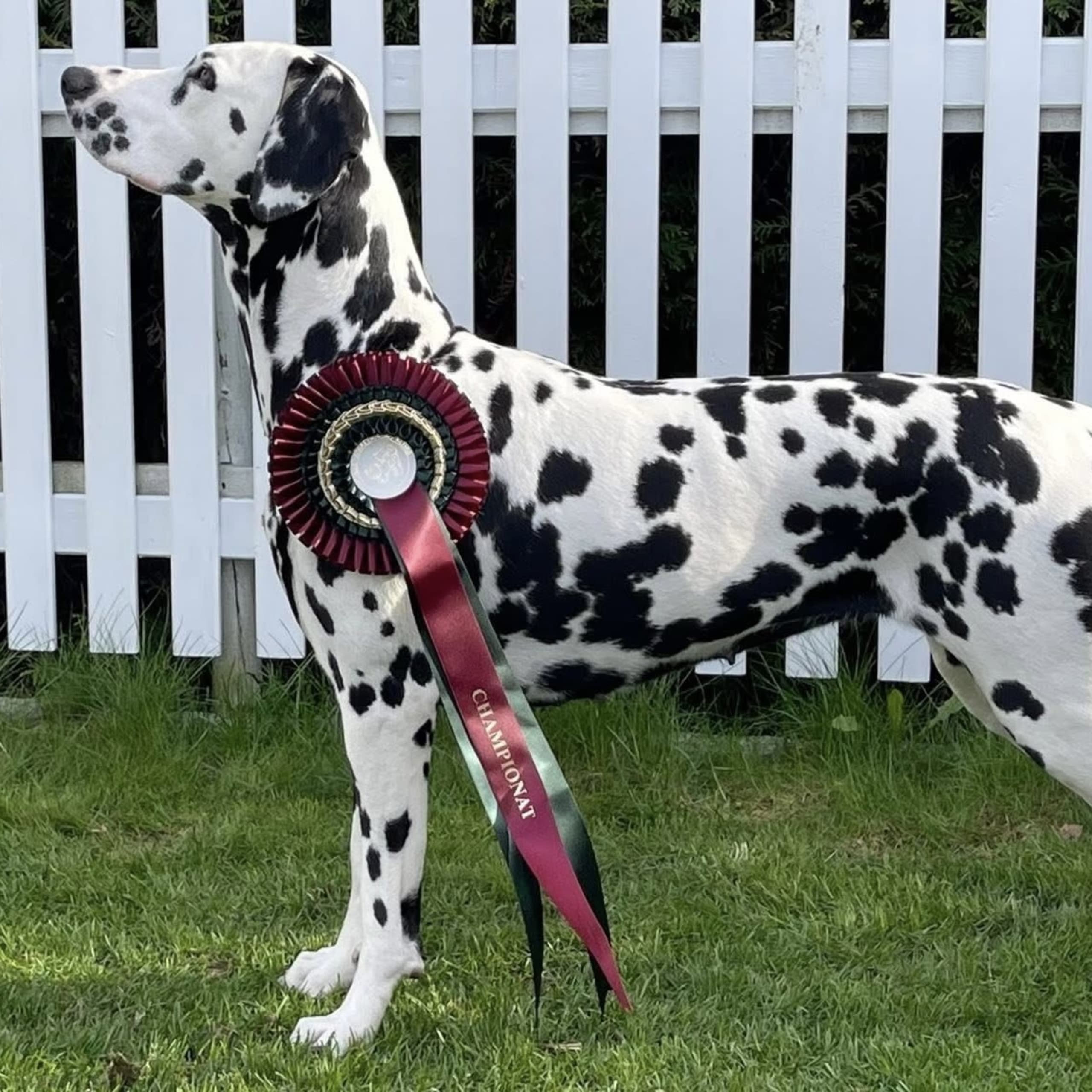 Kennel Shospot