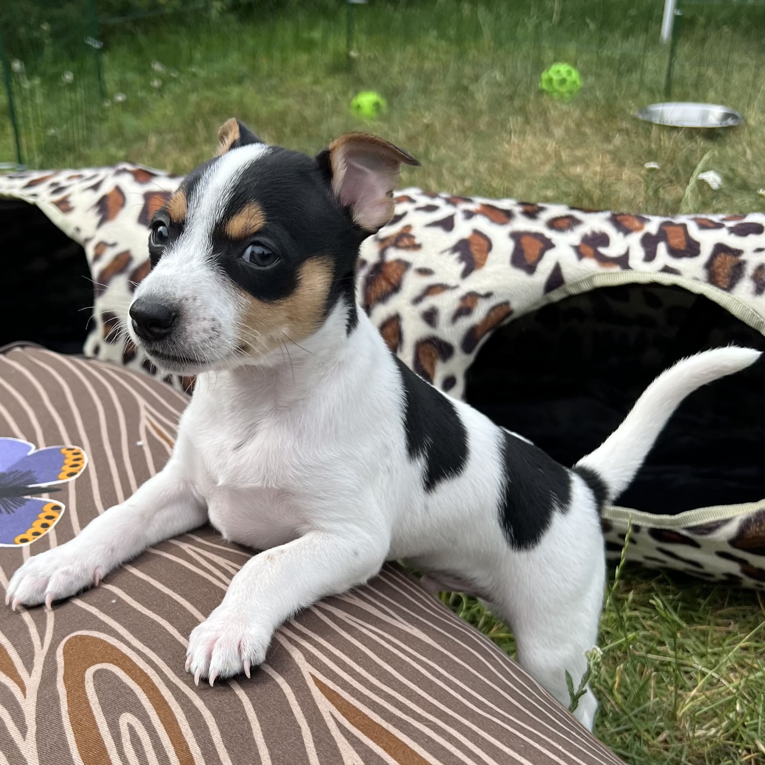 Kennel Atrichos