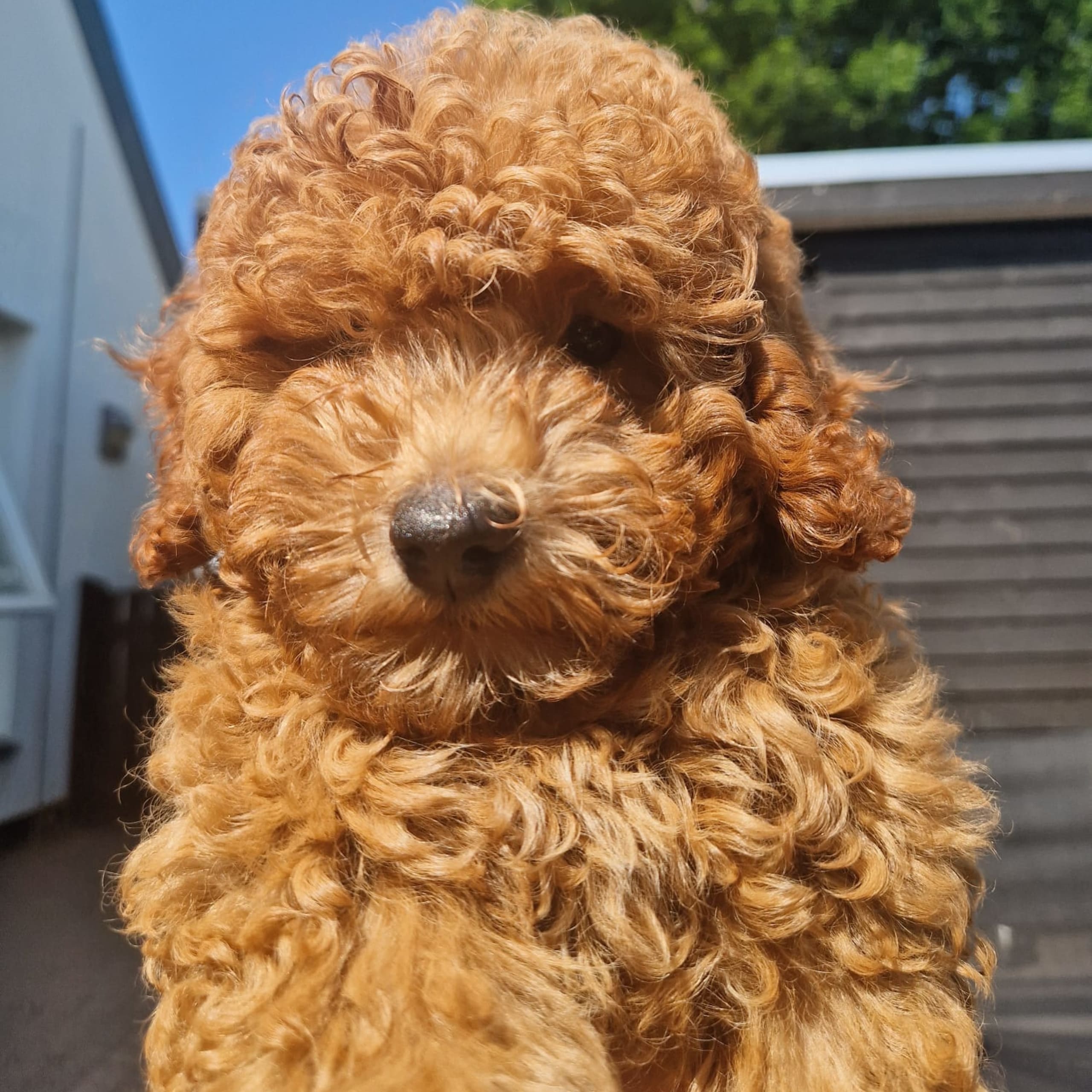 Dream Puppy