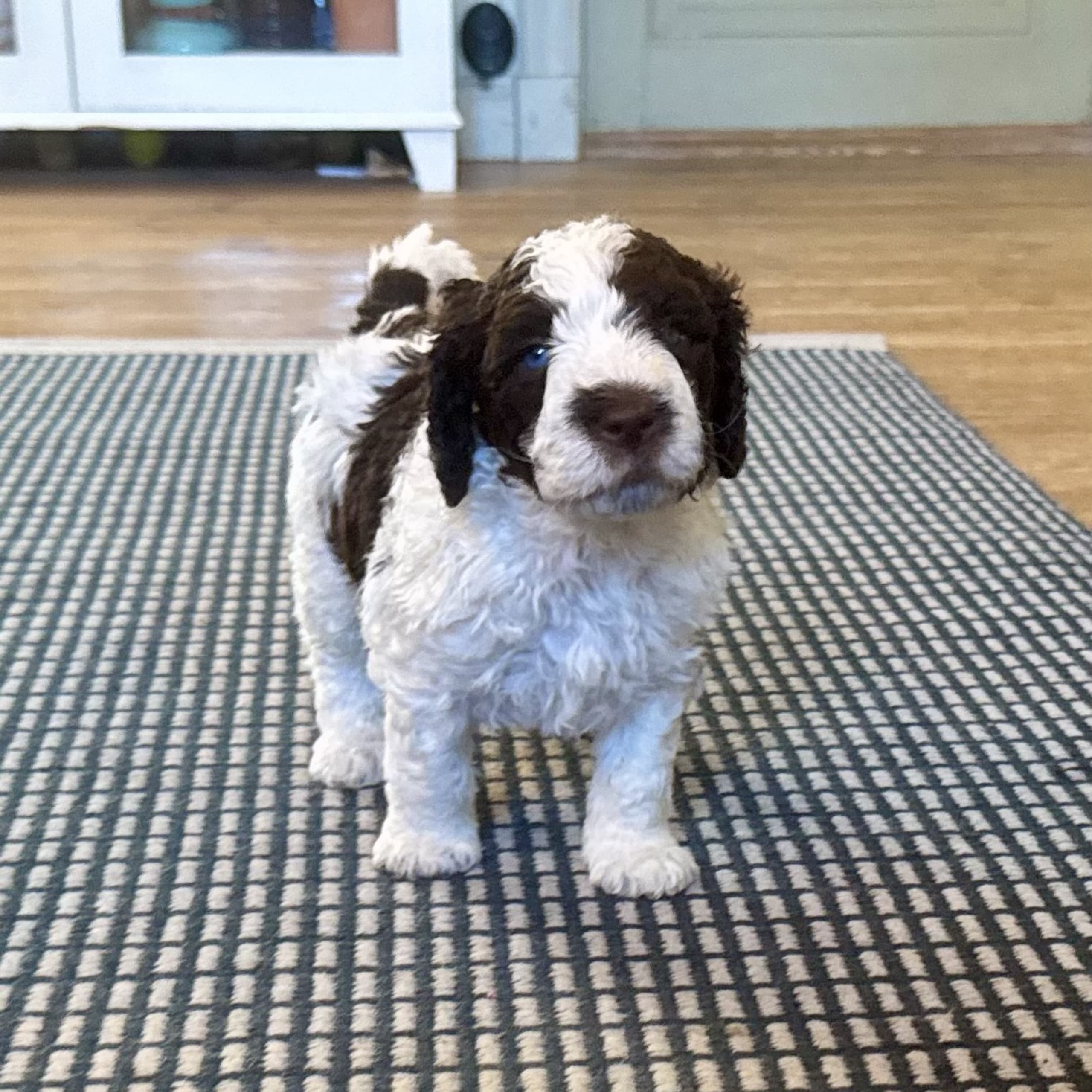 Spansk Vattenhund