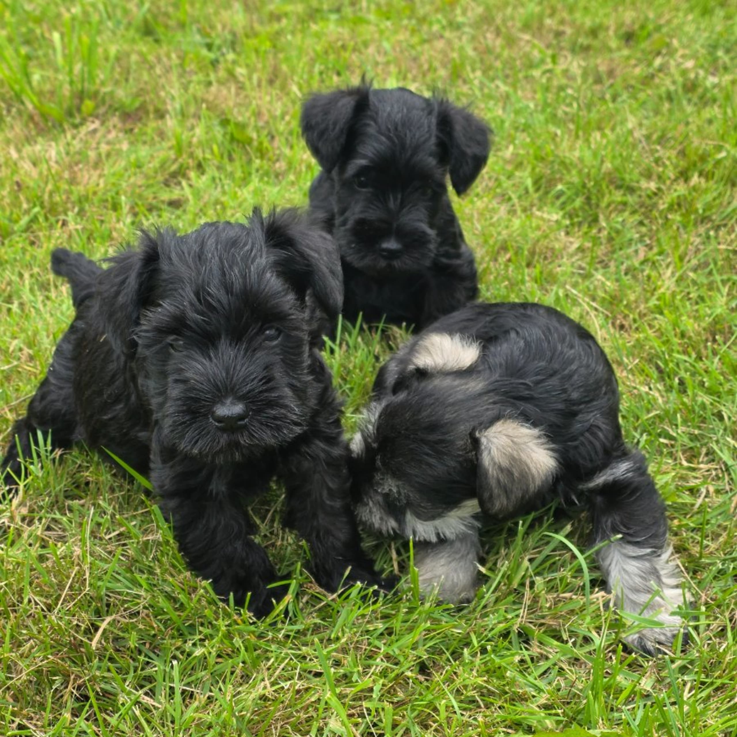 Little Tassa's
